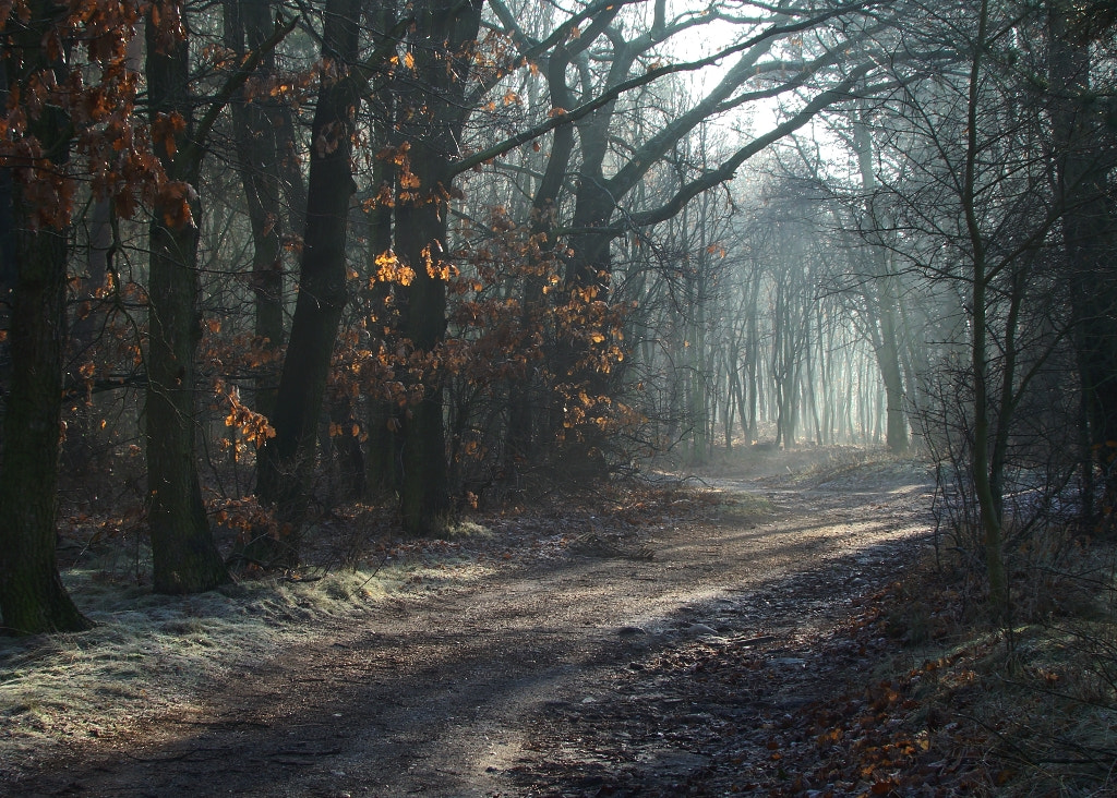 Sony DSC-H7 sample photo. Forest road.. photography