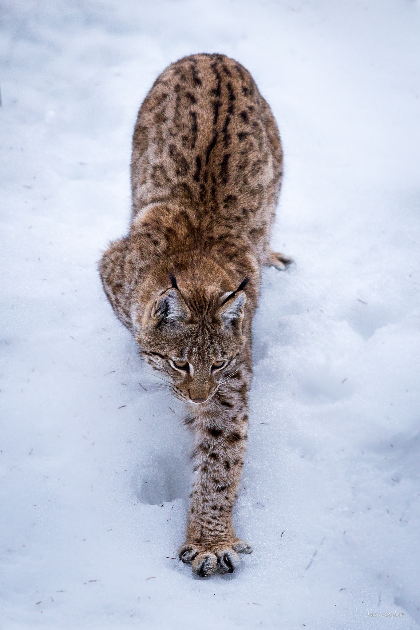 Canon EOS 6D + Canon EF 300mm F2.8L IS USM sample photo. Lynx photography