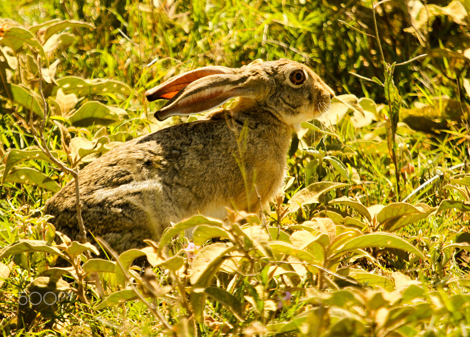 Canon EOS 550D (EOS Rebel T2i / EOS Kiss X4) + Canon EF 100-400mm F4.5-5.6L IS USM sample photo. African rabbit photography