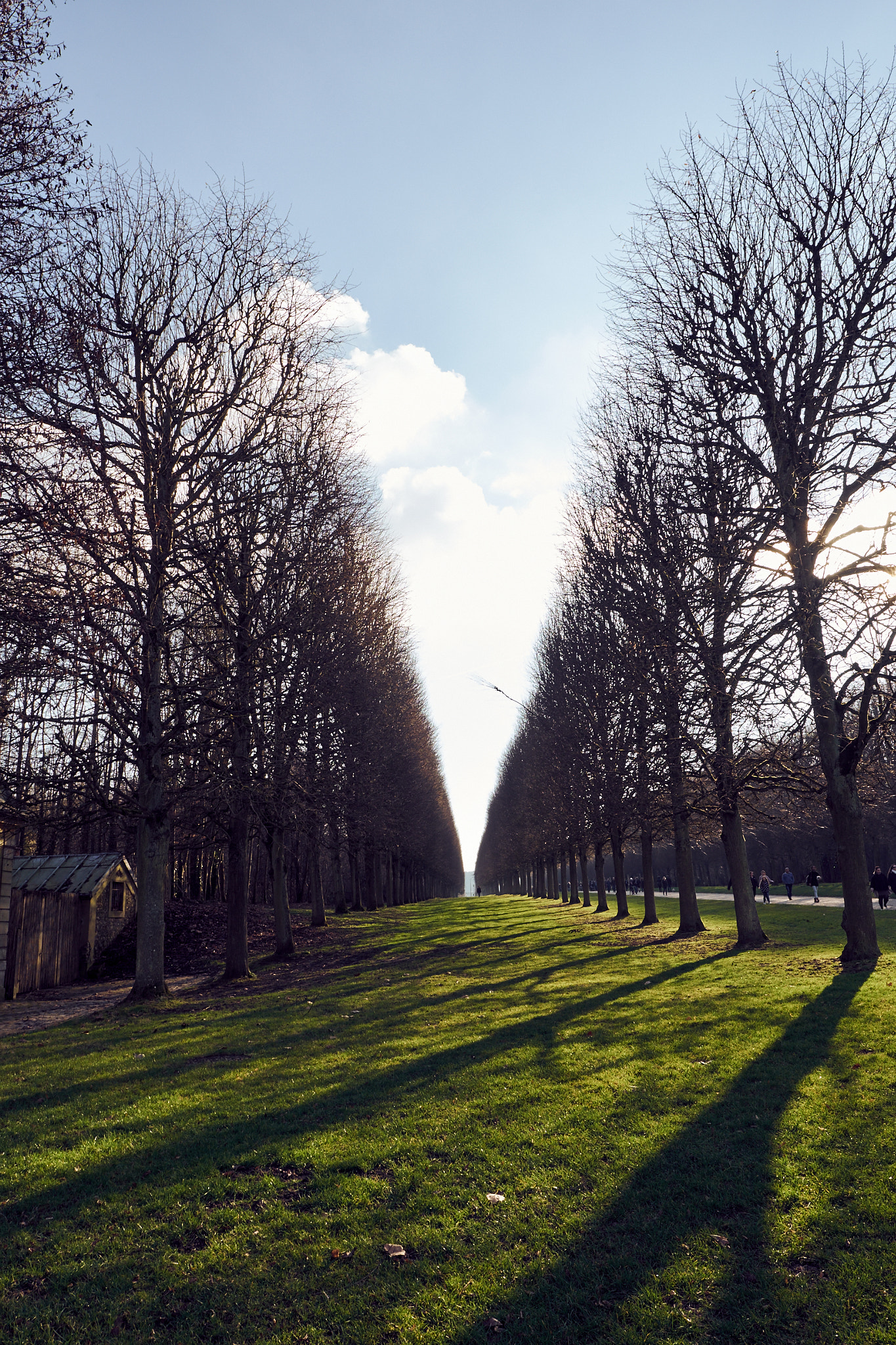 Fujifilm X-E1 + Fujifilm XF 16mm F1.4 R WR sample photo. Alley between trees photography