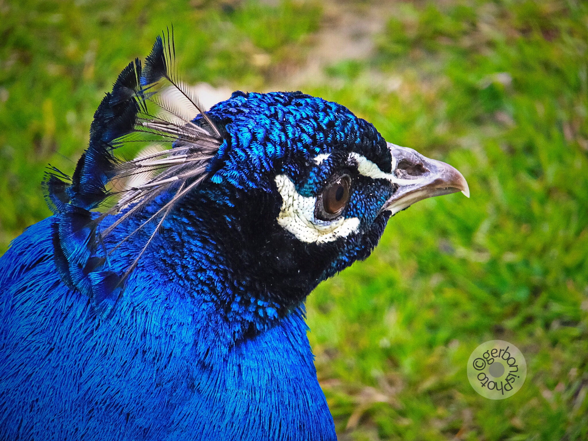 Fujifilm FinePix F900EXR sample photo. What is thinking thoughtfully peacock ? photography