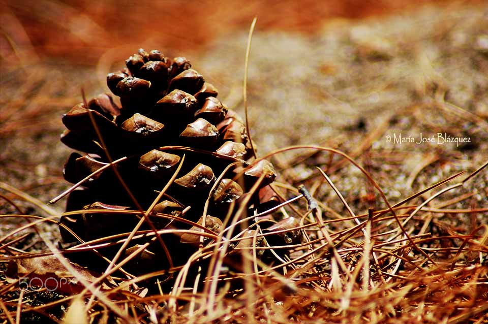 Nikon D40 sample photo. Momentos de otoño photography