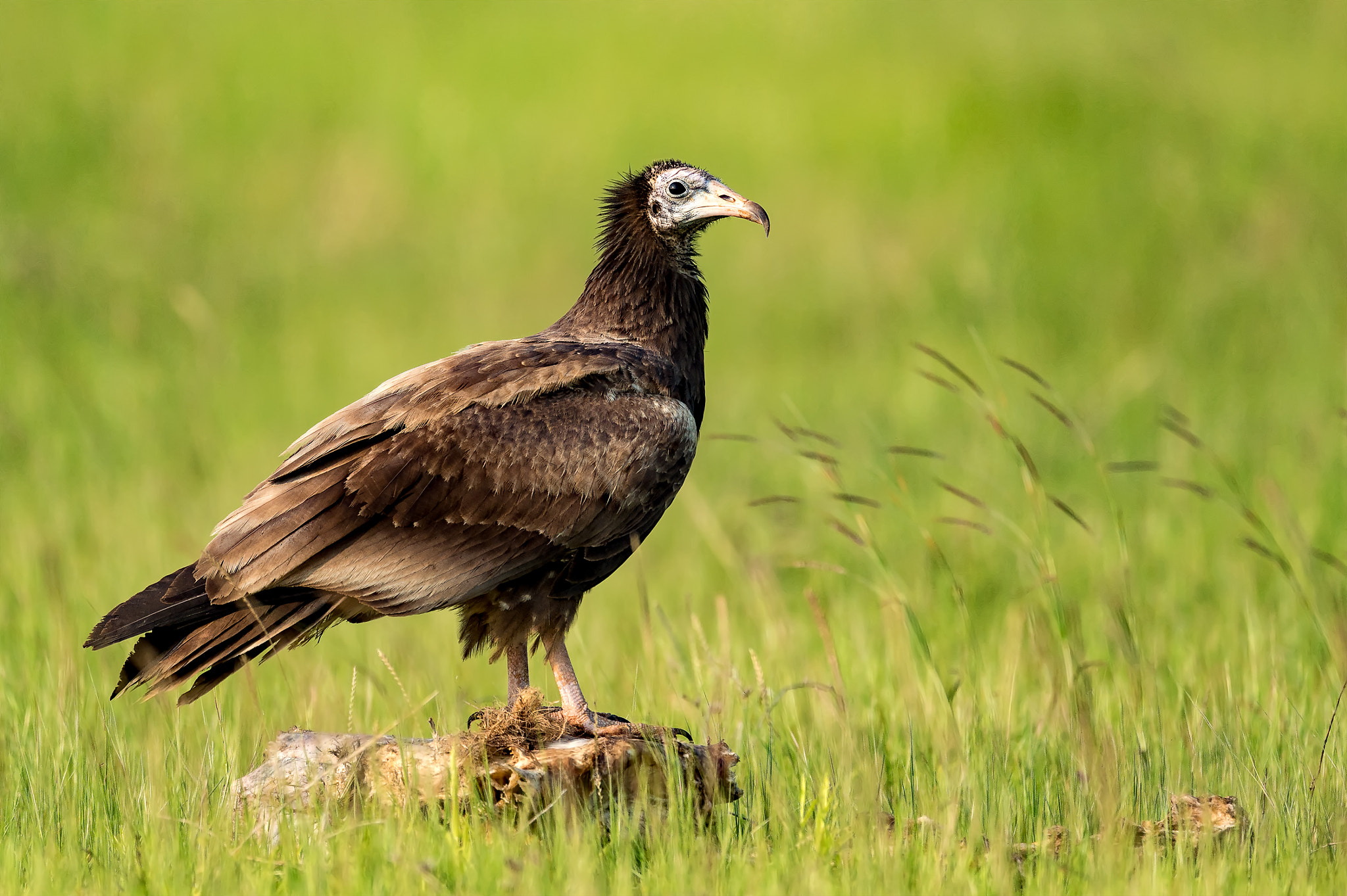 Nikon AF-S Nikkor 600mm F4E FL ED VR sample photo. Egyptian vulture juvenile photography