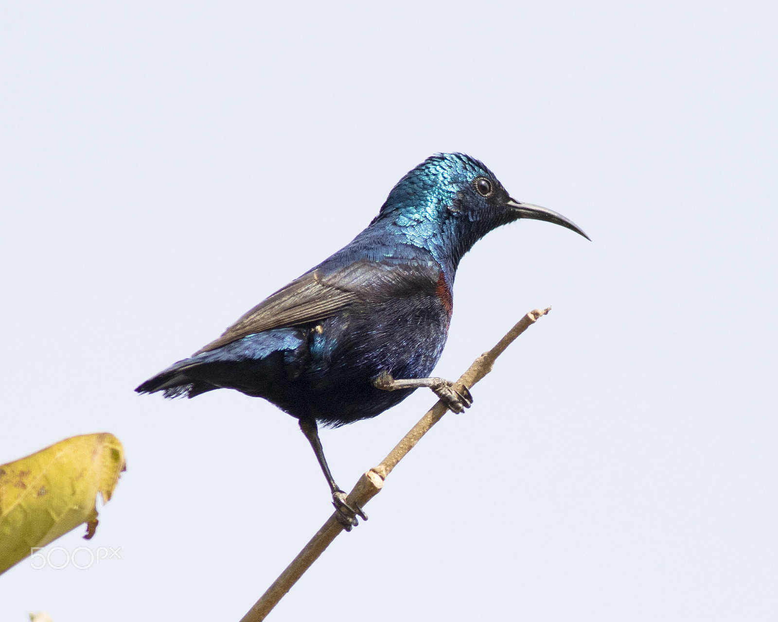 Canon EOS 80D sample photo. Purple sunbird_portrait sinhagad photography