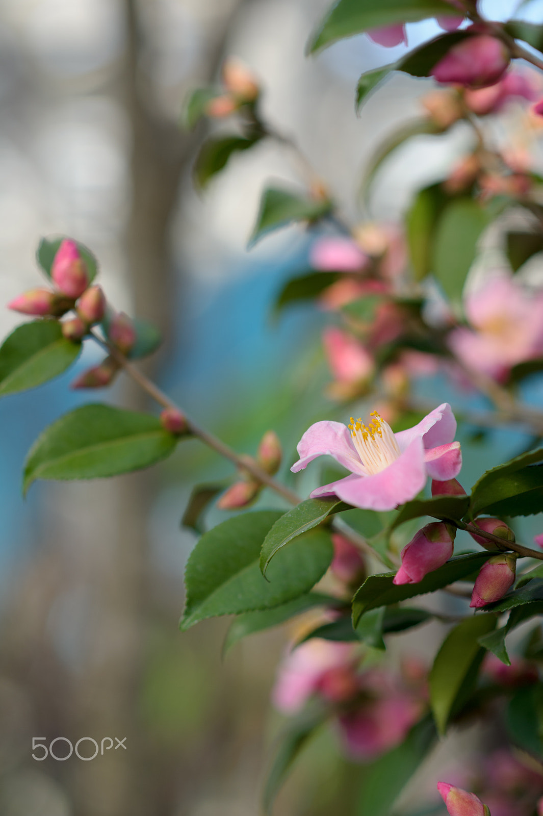 Nikon D3S + Nikon AF-S Nikkor 85mm F1.8G sample photo. Camellia photography