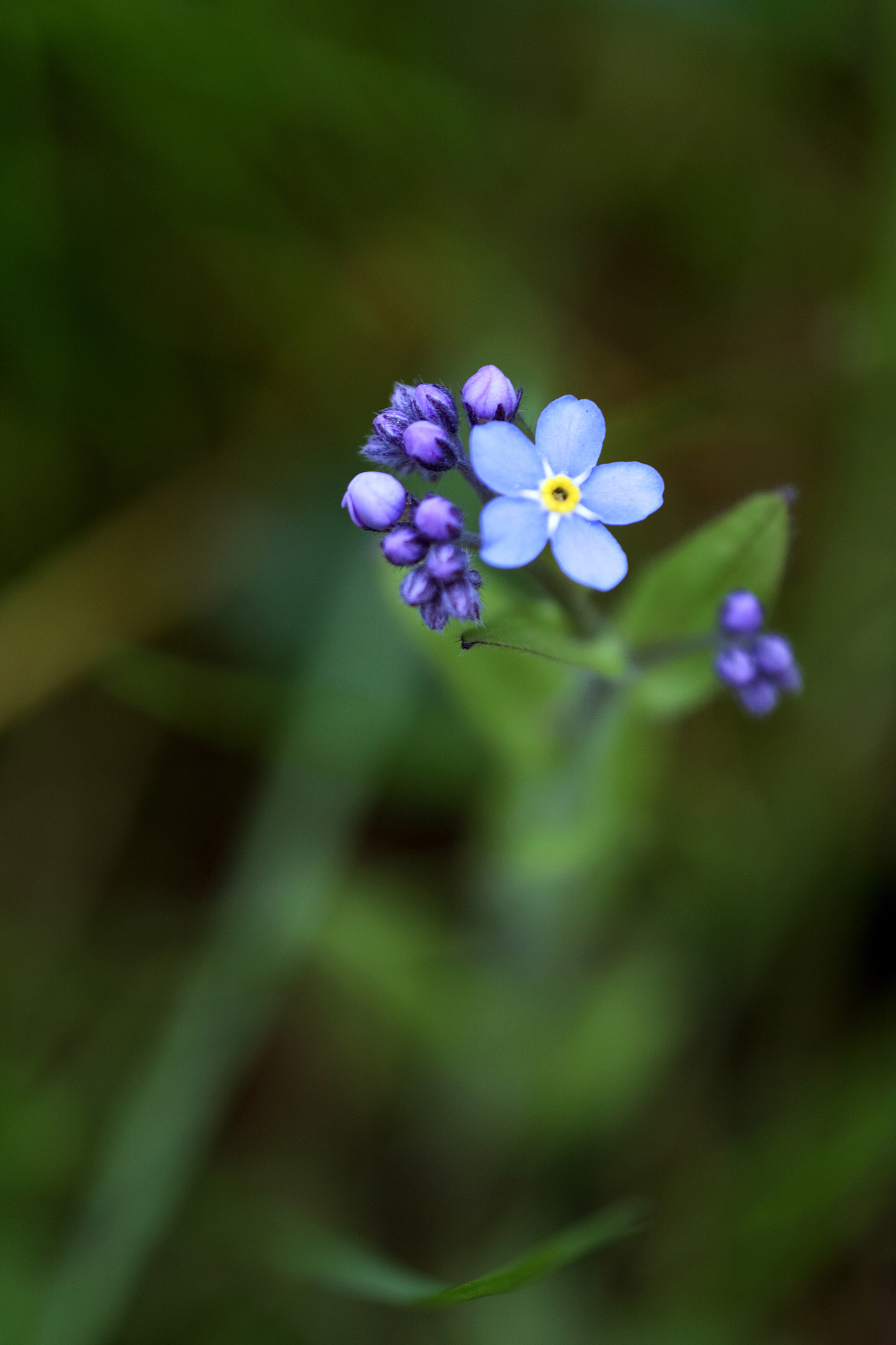 Canon EF 180mm F3.5L Macro USM sample photo. Spring in the garden i. photography
