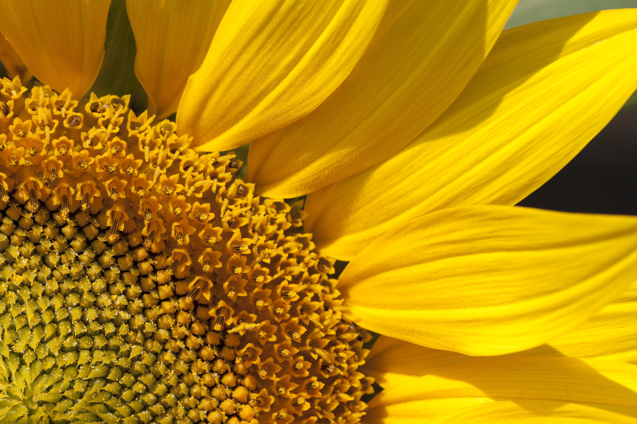 Canon EF 180mm F3.5L Macro USM sample photo. Sunflowers bloom photography