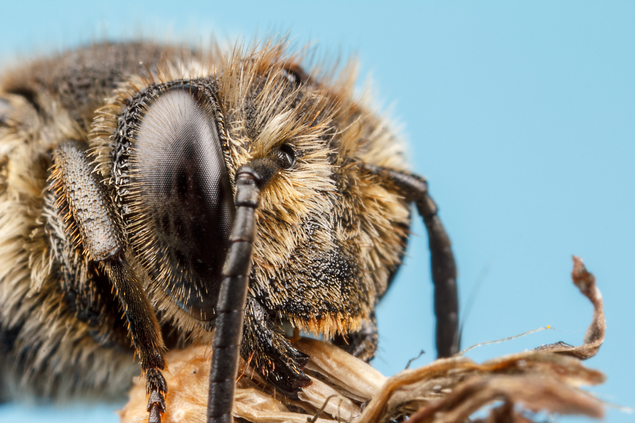 Canon MP-E 65mm F2.5 1-5x Macro Photo sample photo. Leaf cutter cuckoo bee photography