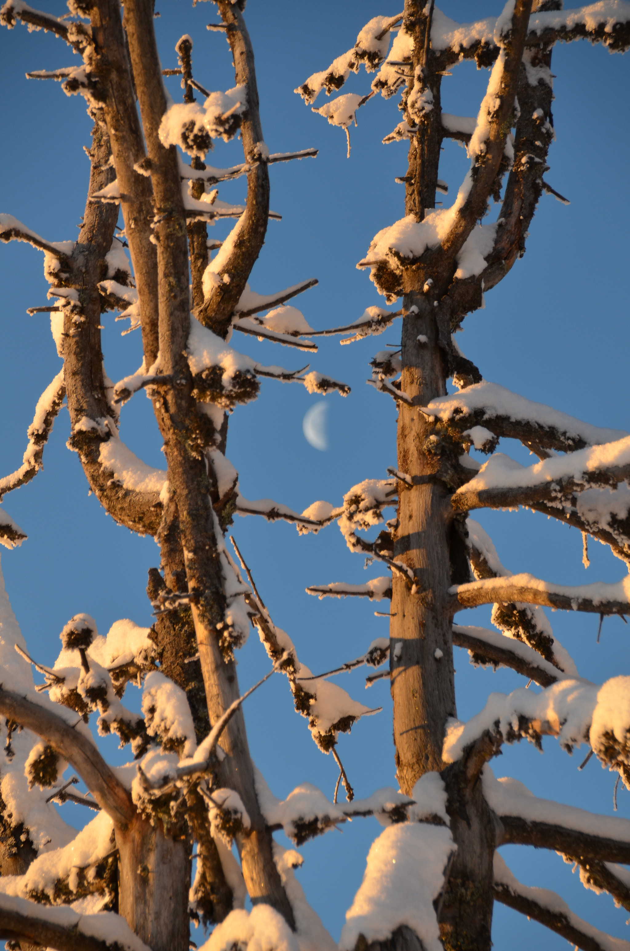 Sigma 18-250mm F3.5-6.3 DC Macro OS HSM sample photo. Mond, rossfeld photography