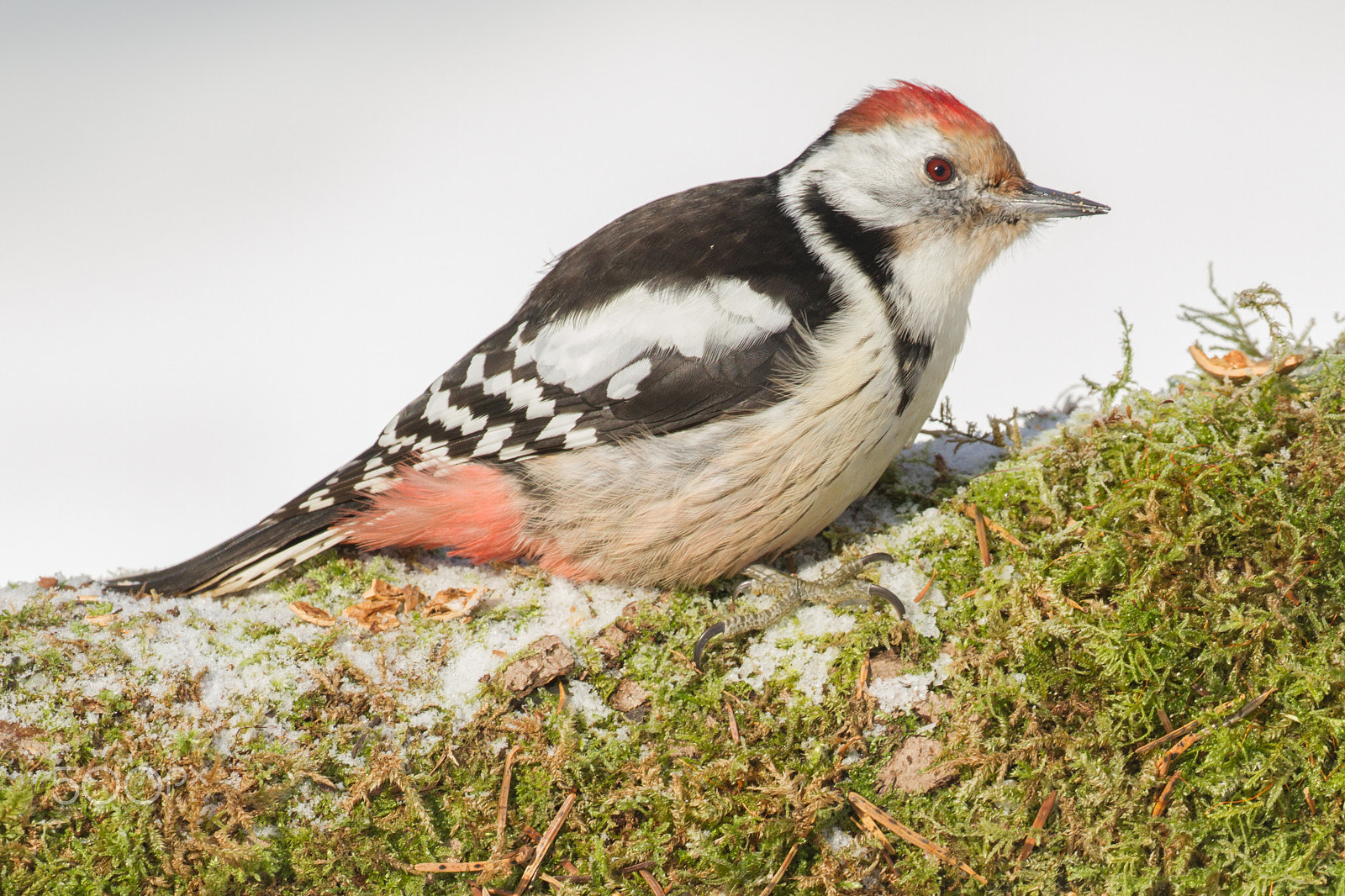 Canon EOS 7D sample photo. Middle spotted woodpecker photography