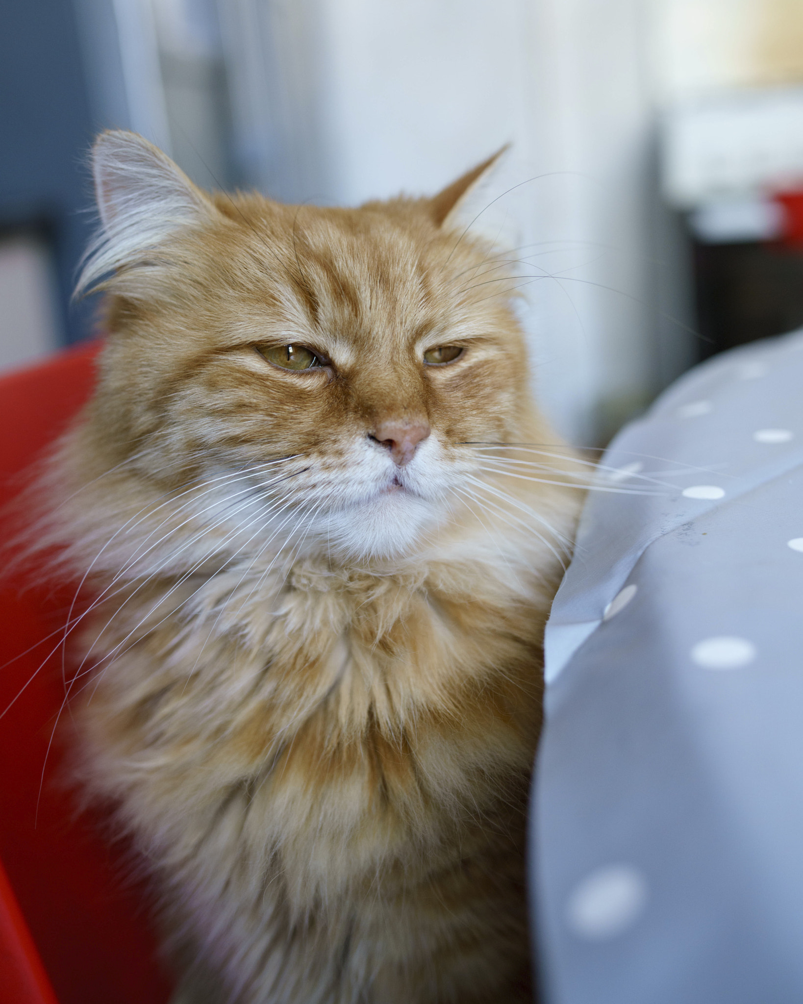 Sony a7R II + Sigma 35mm F1.4 DG HSM Art sample photo. Sleepy cat waithing for her breakfast photography