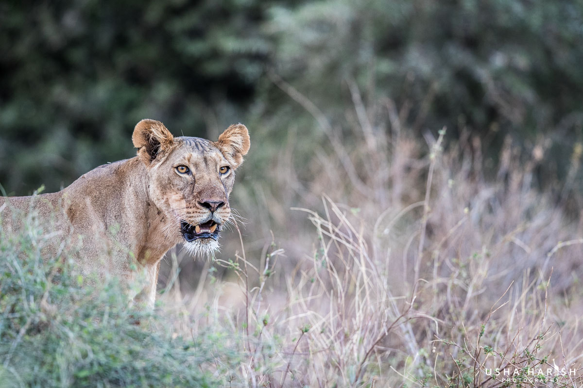 Canon EOS-1D X Mark II + Canon EF 500mm F4L IS II USM sample photo. Lioness in a hunting mode photography