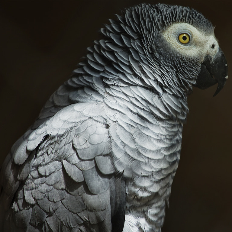 Canon EF 100-400mm F4.5-5.6L IS USM sample photo. Silence photography