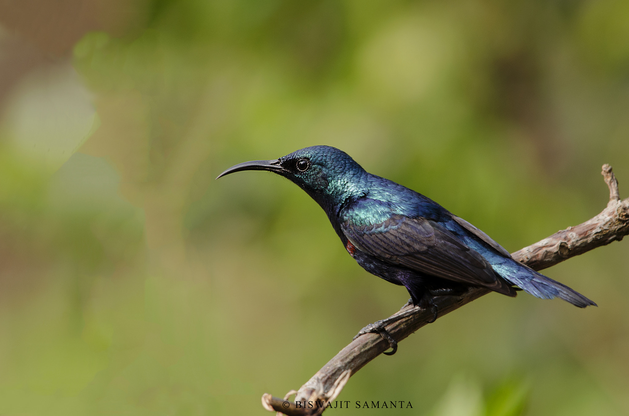 Nikon AF-S Nikkor 200-500mm F5.6E ED VR sample photo. Purple sunbird photography