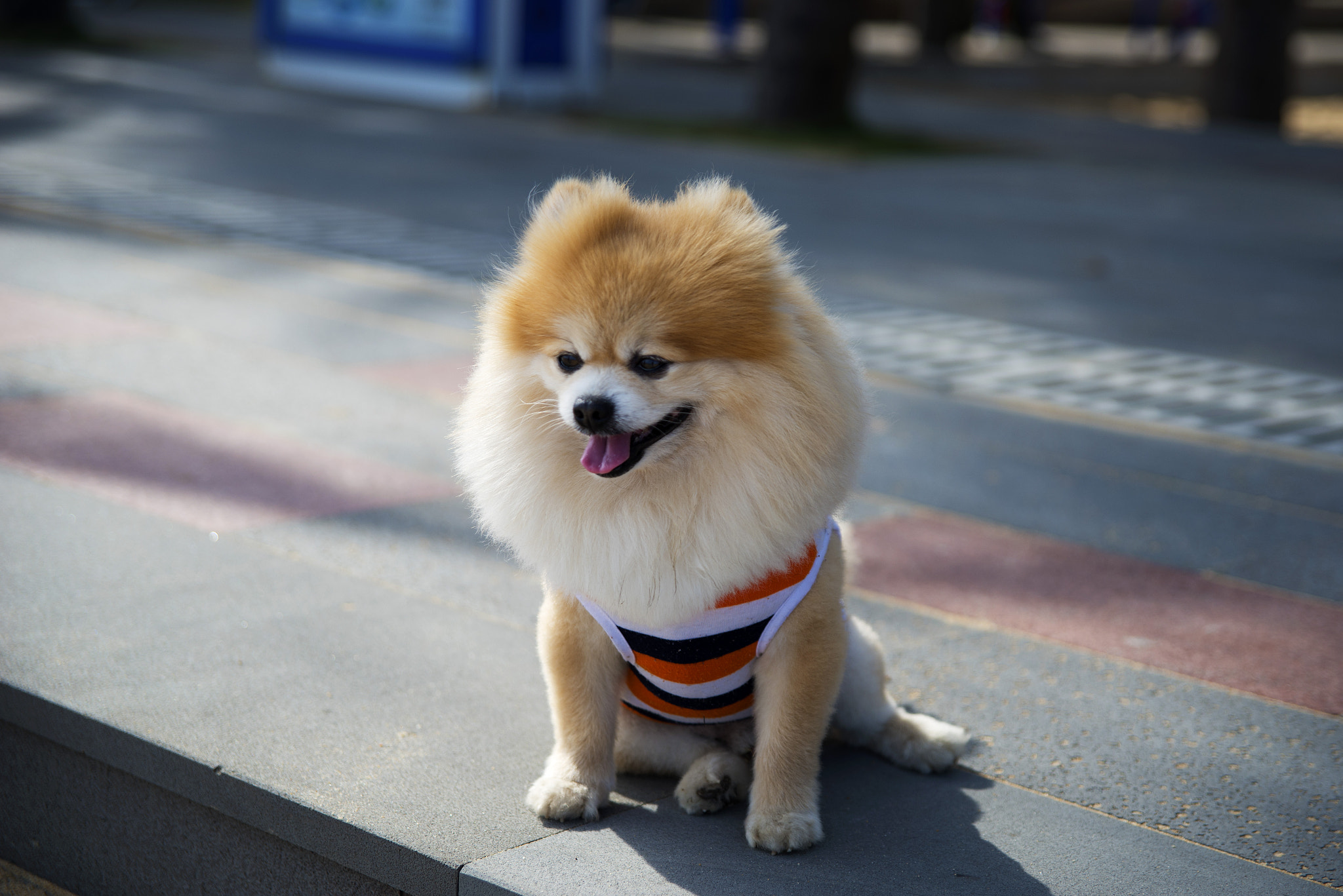 Sigma 24-70mm F2.8 EX DG HSM sample photo. The dog'posture is interesting. photography