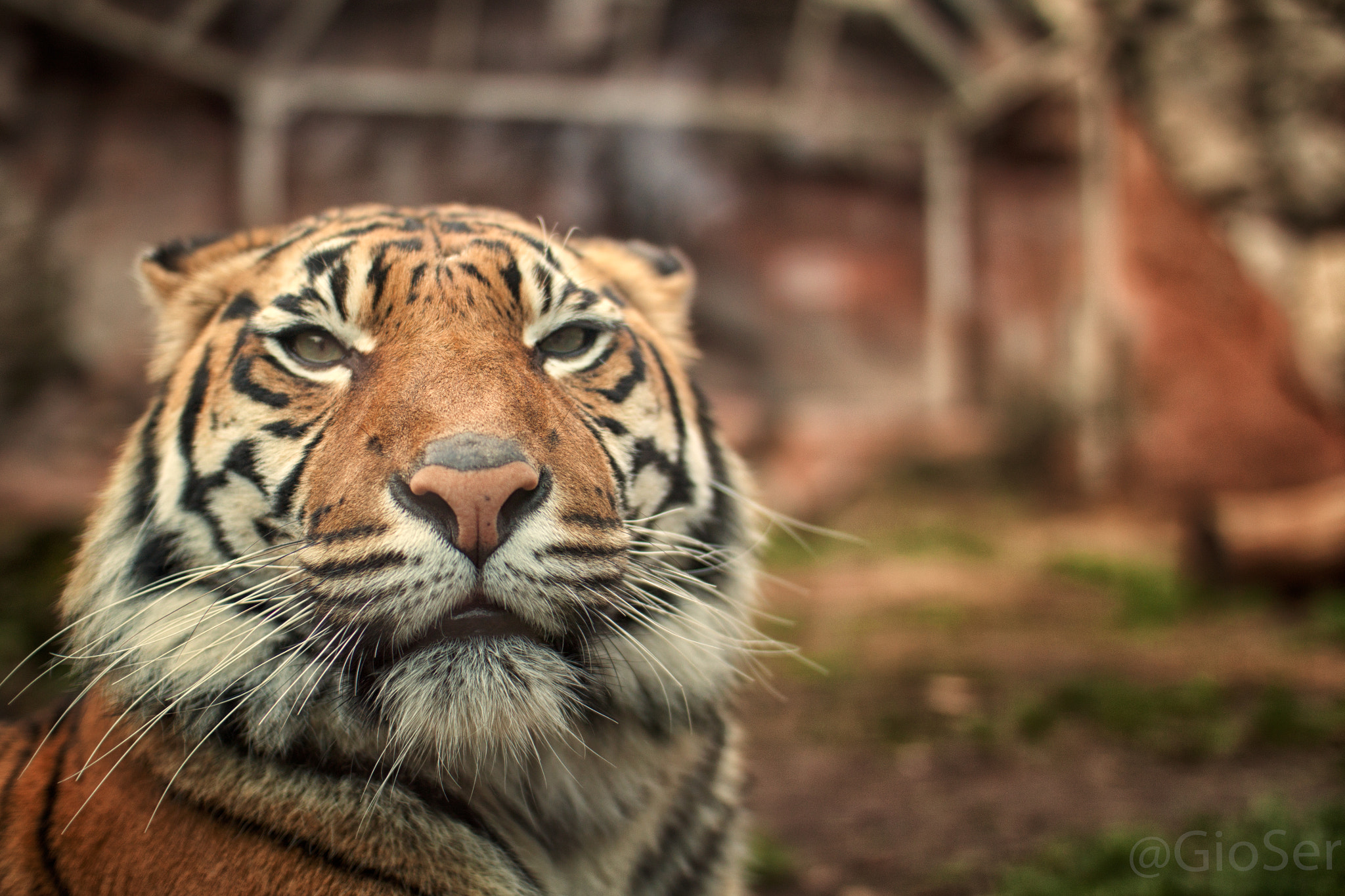 Sigma 30mm F1.4 EX DC HSM sample photo. 'a tigre photography