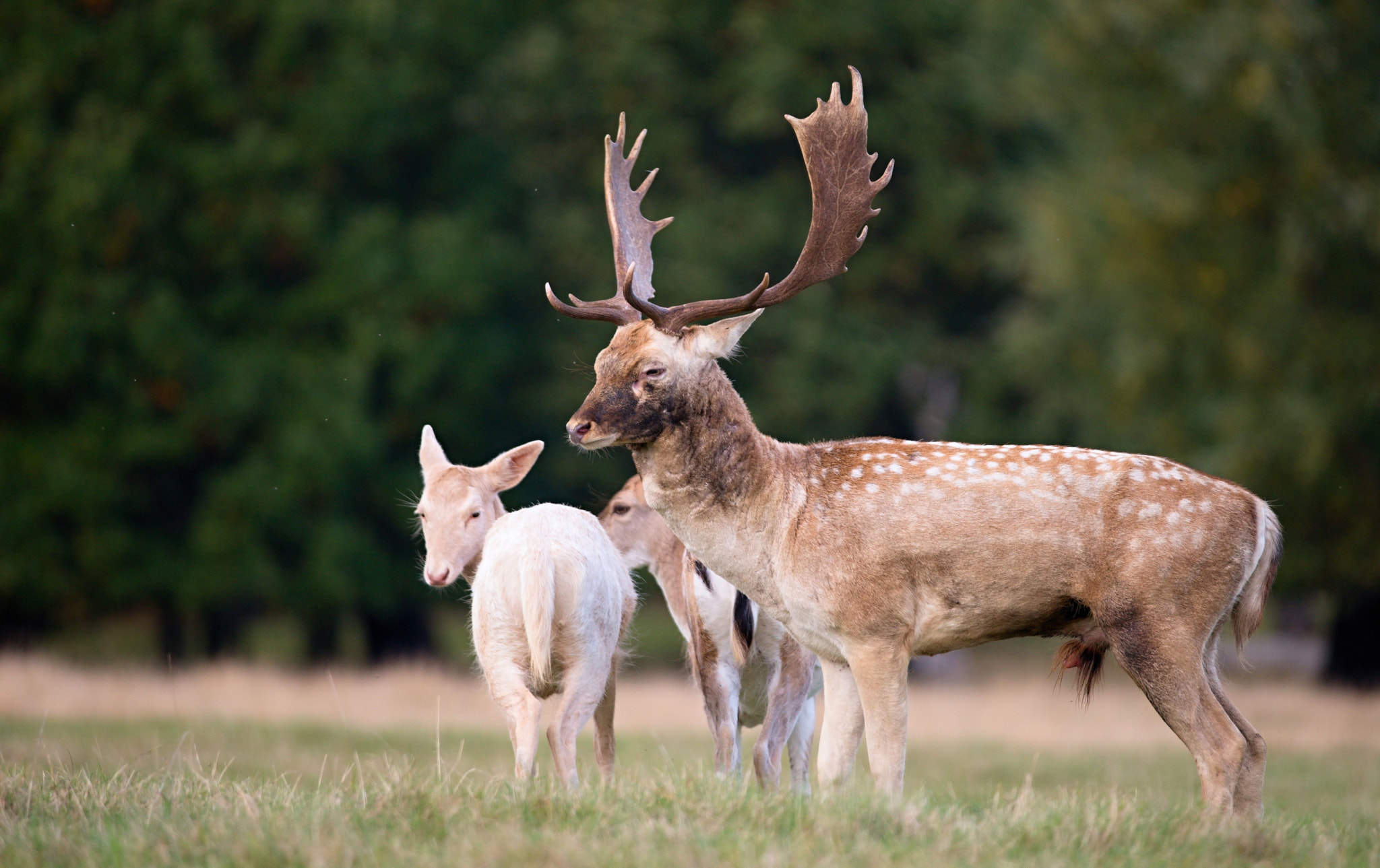 Nikon D610 + Nikon AF-S Nikkor 300mm F4D ED-IF sample photo. Fallow deer photography