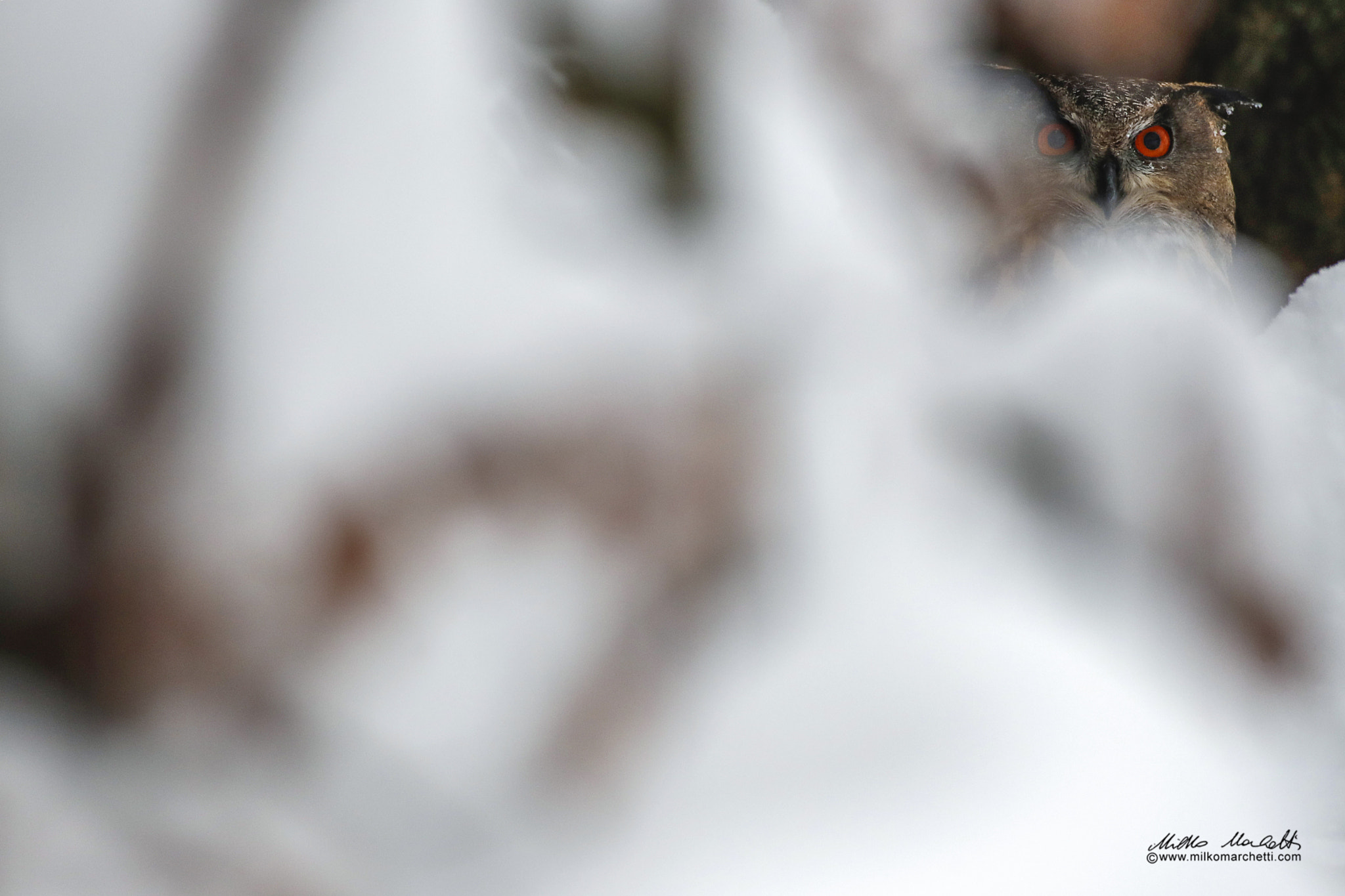 Canon EF 300mm f/2.8L sample photo. Eurasian eagle-owl photography