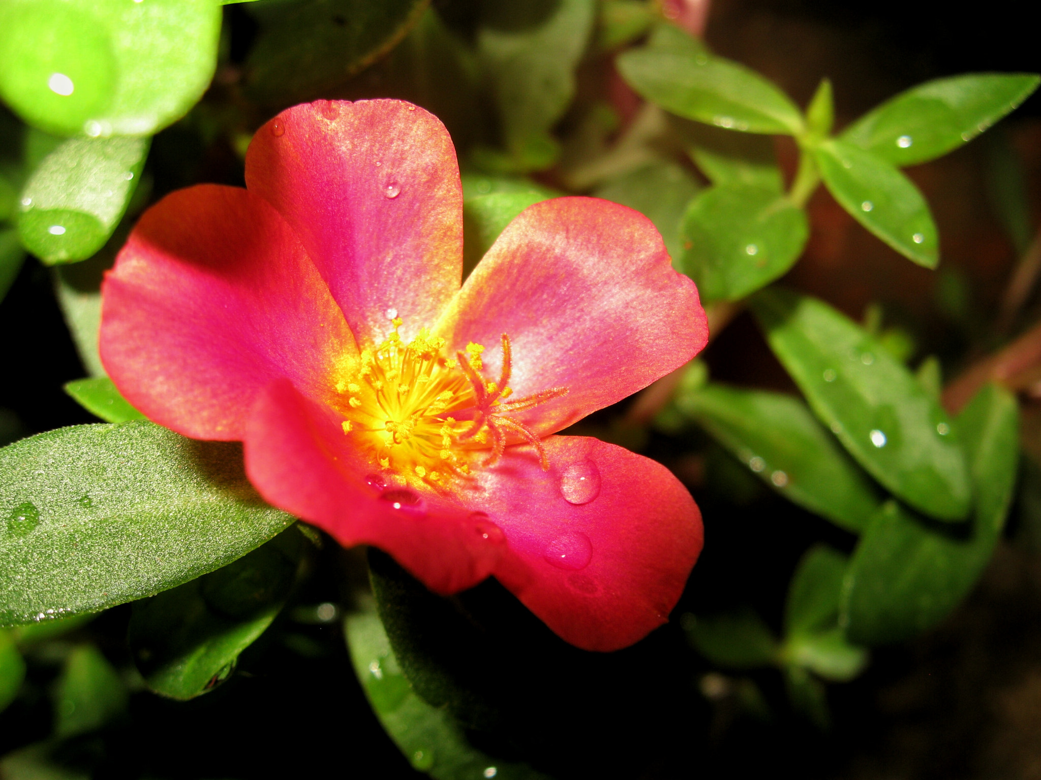 Canon PowerShot A580 sample photo. Flower macro photography