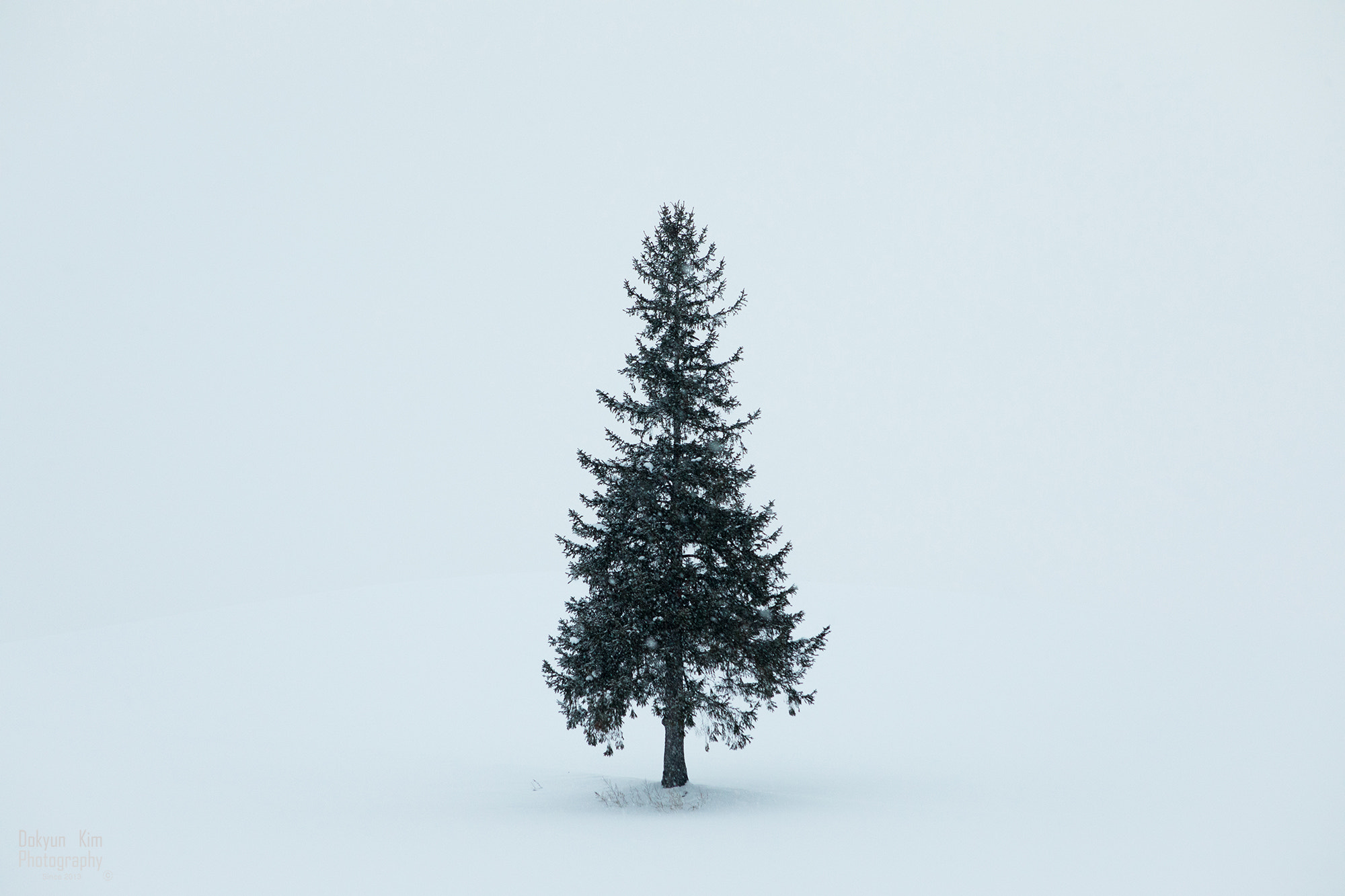 Canon EF 24-70mm F2.8L USM sample photo. Christmas tree photography