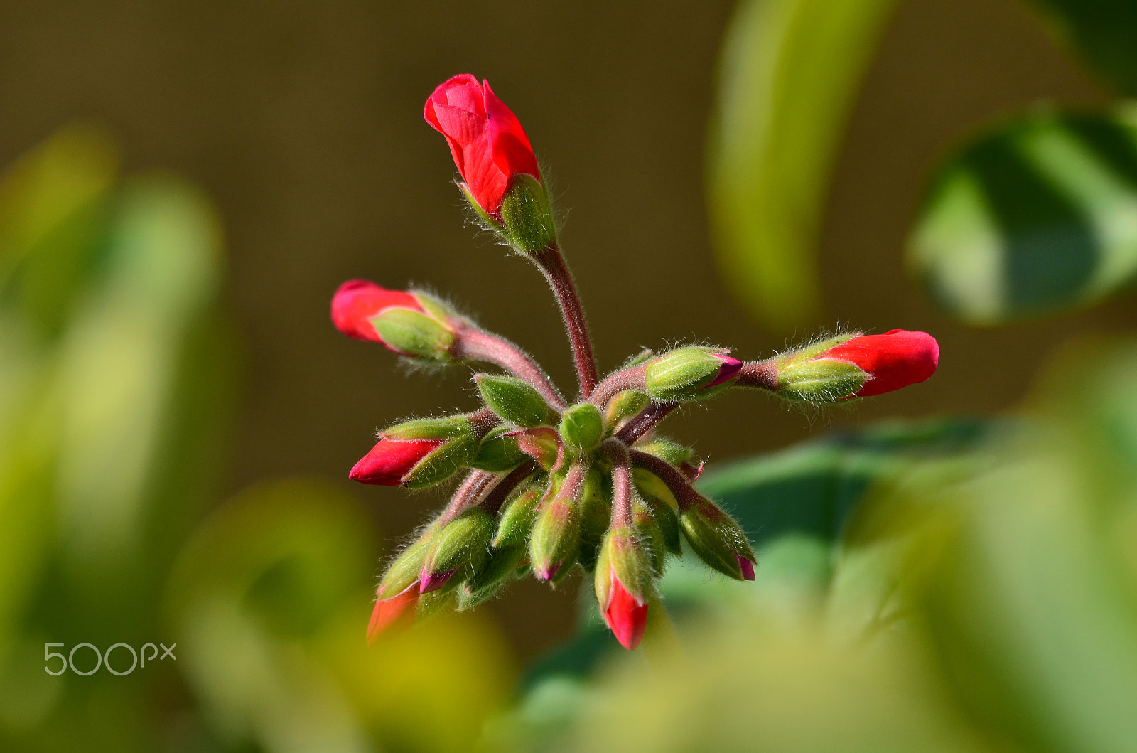 Nikon AF-S Nikkor 18-35mm F3.5-4.5G ED sample photo. Geranium photography