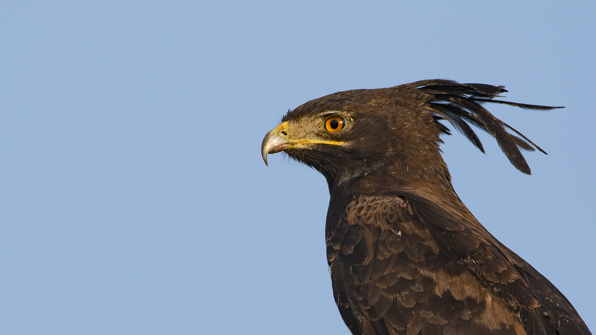 Canon EF 600mm f/4L IS sample photo. Long crested eagle photography