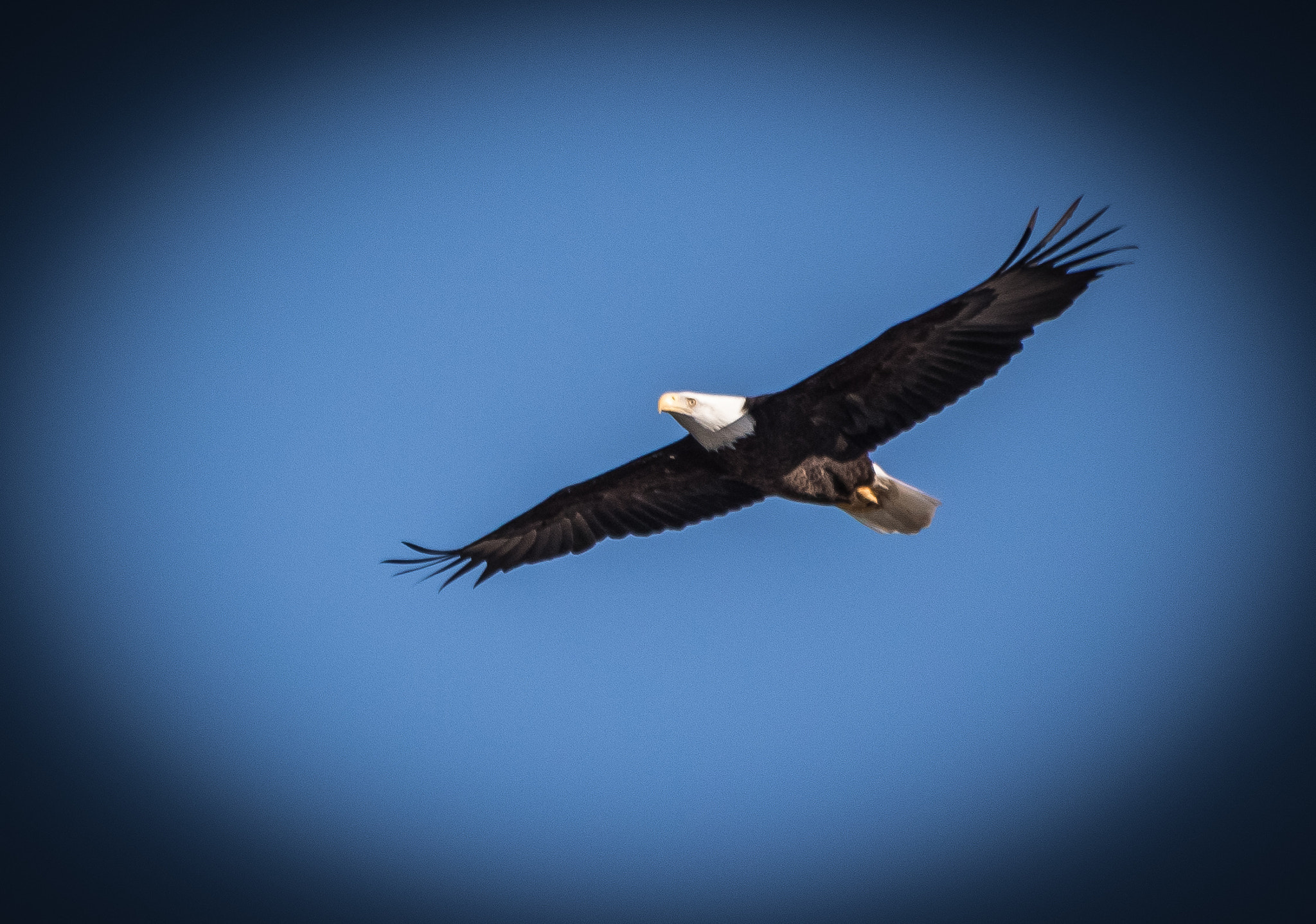 Sigma 150-500mm F5-6.3 DG OS HSM sample photo. Gliding bald eagle photography