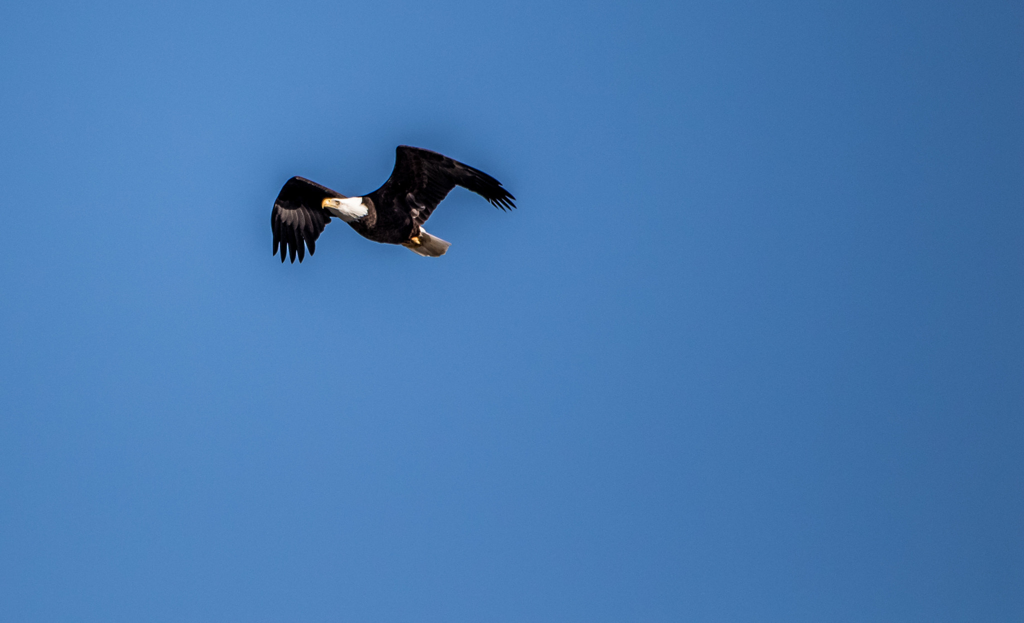 Canon EOS 7D Mark II + Sigma 150-500mm F5-6.3 DG OS HSM sample photo. Flying eagle photography