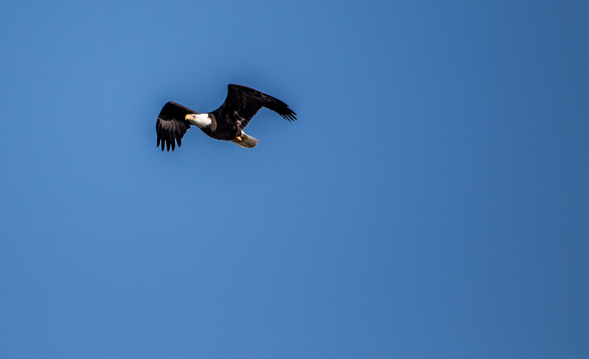 Sigma 150-500mm F5-6.3 DG OS HSM sample photo. Flying eagle photography