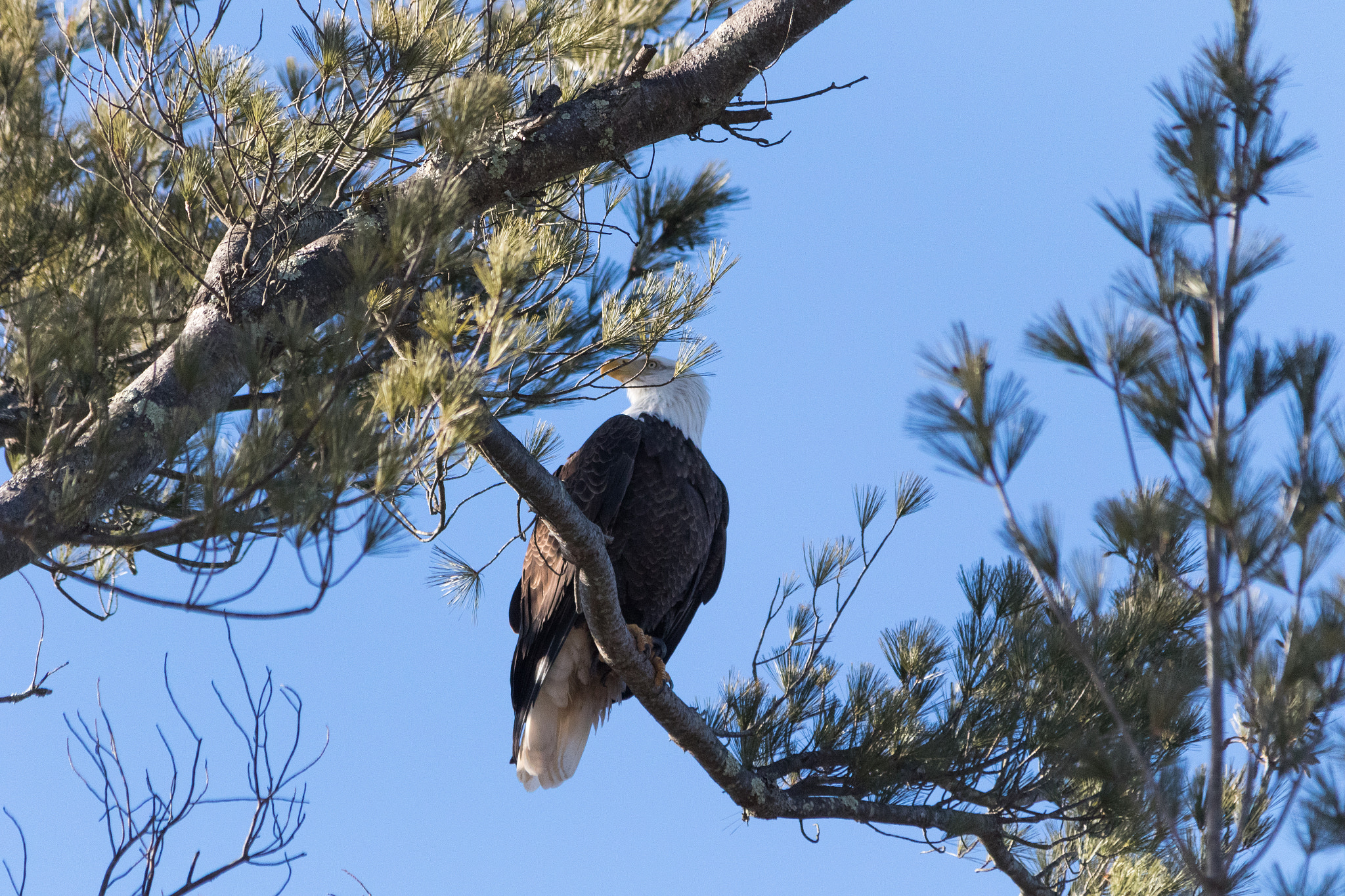 Sigma 150-500mm F5-6.3 DG OS HSM sample photo. Majestic bald eagle photography