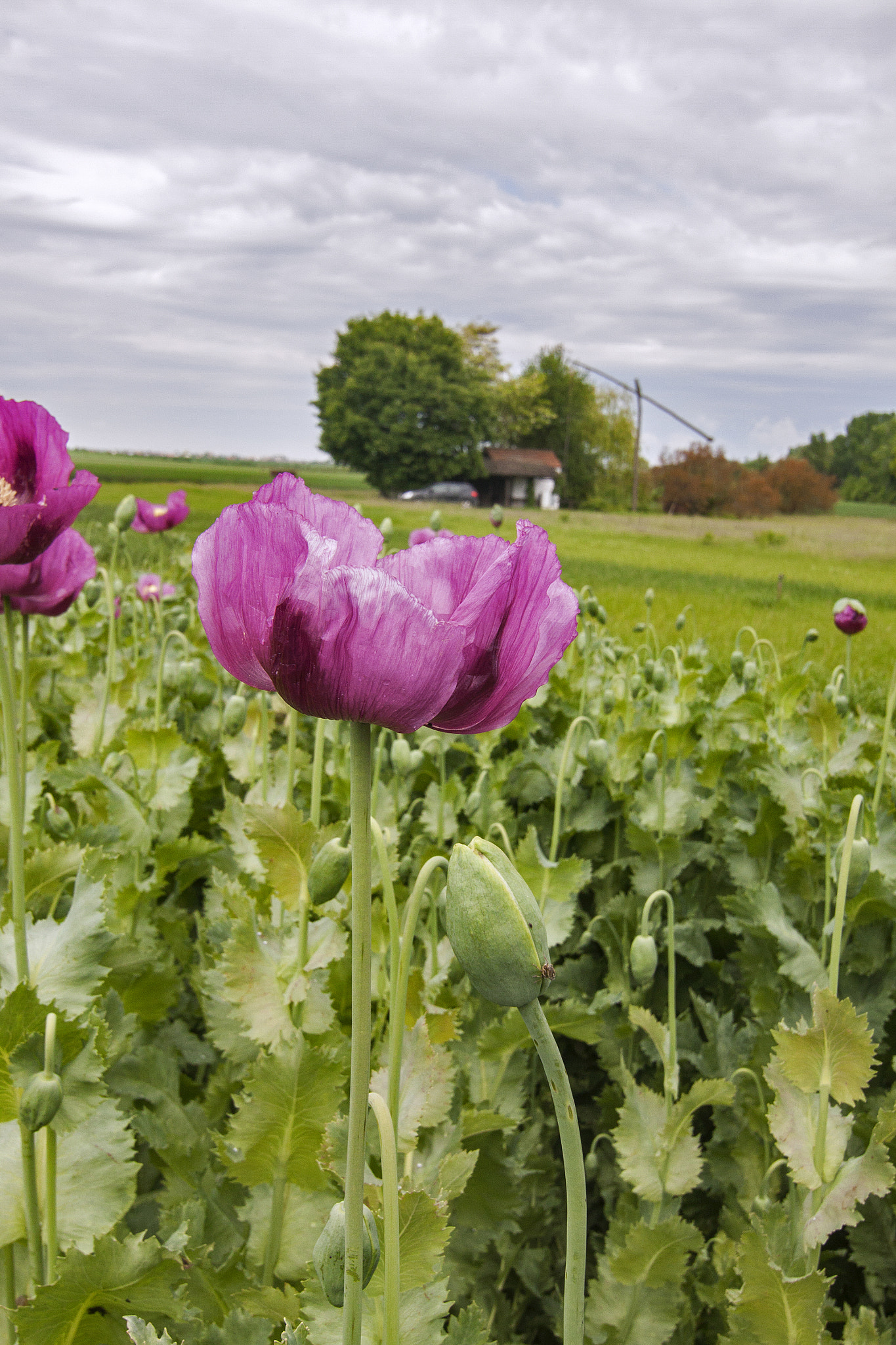 Canon EOS 50D + Tokina AT-X Pro 12-24mm F4 (IF) DX sample photo. Landscape with blossoming poppy photography