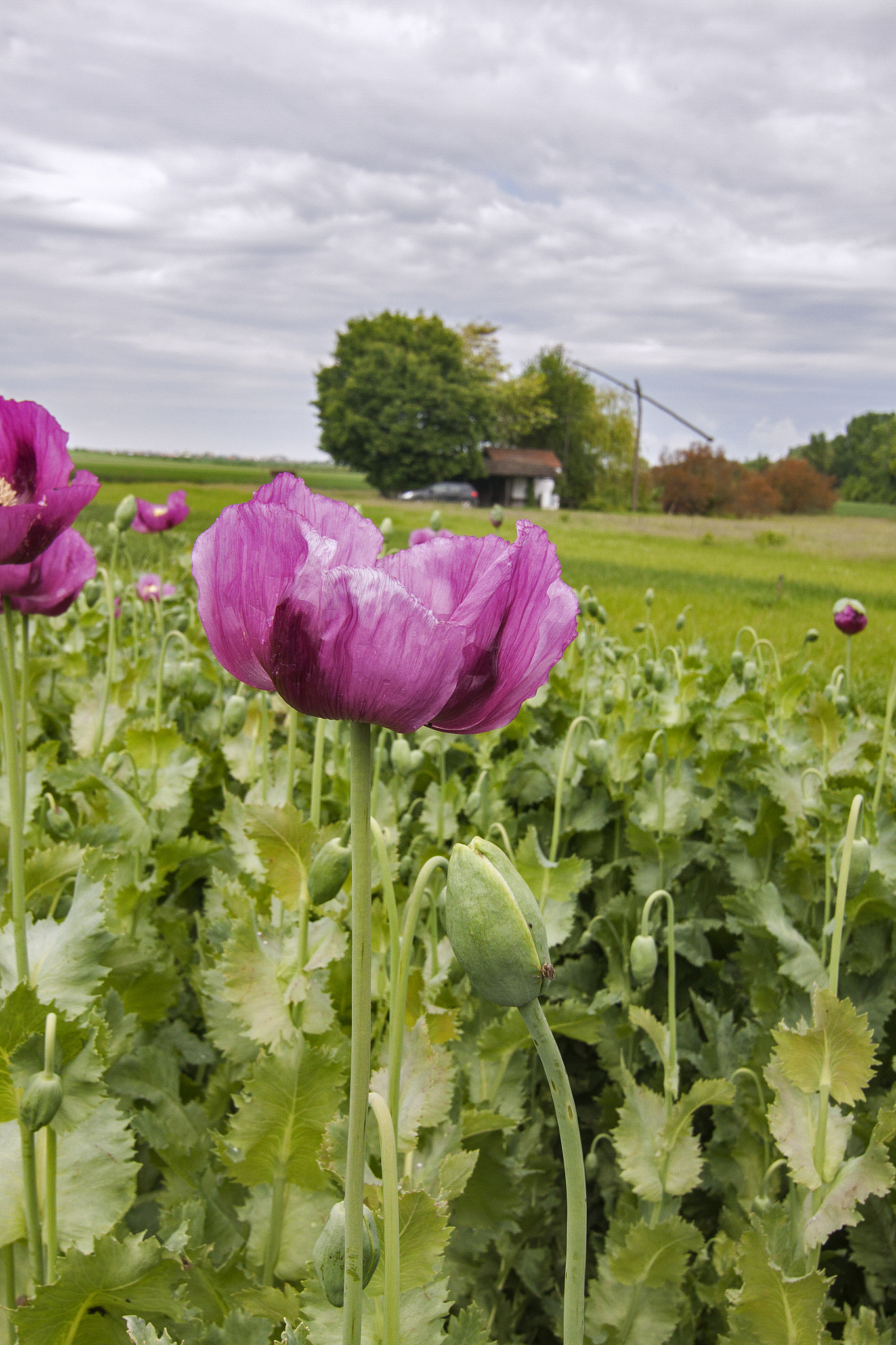 Tokina AT-X Pro 12-24mm F4 (IF) DX sample photo. Landscape with blossoming poppy photography