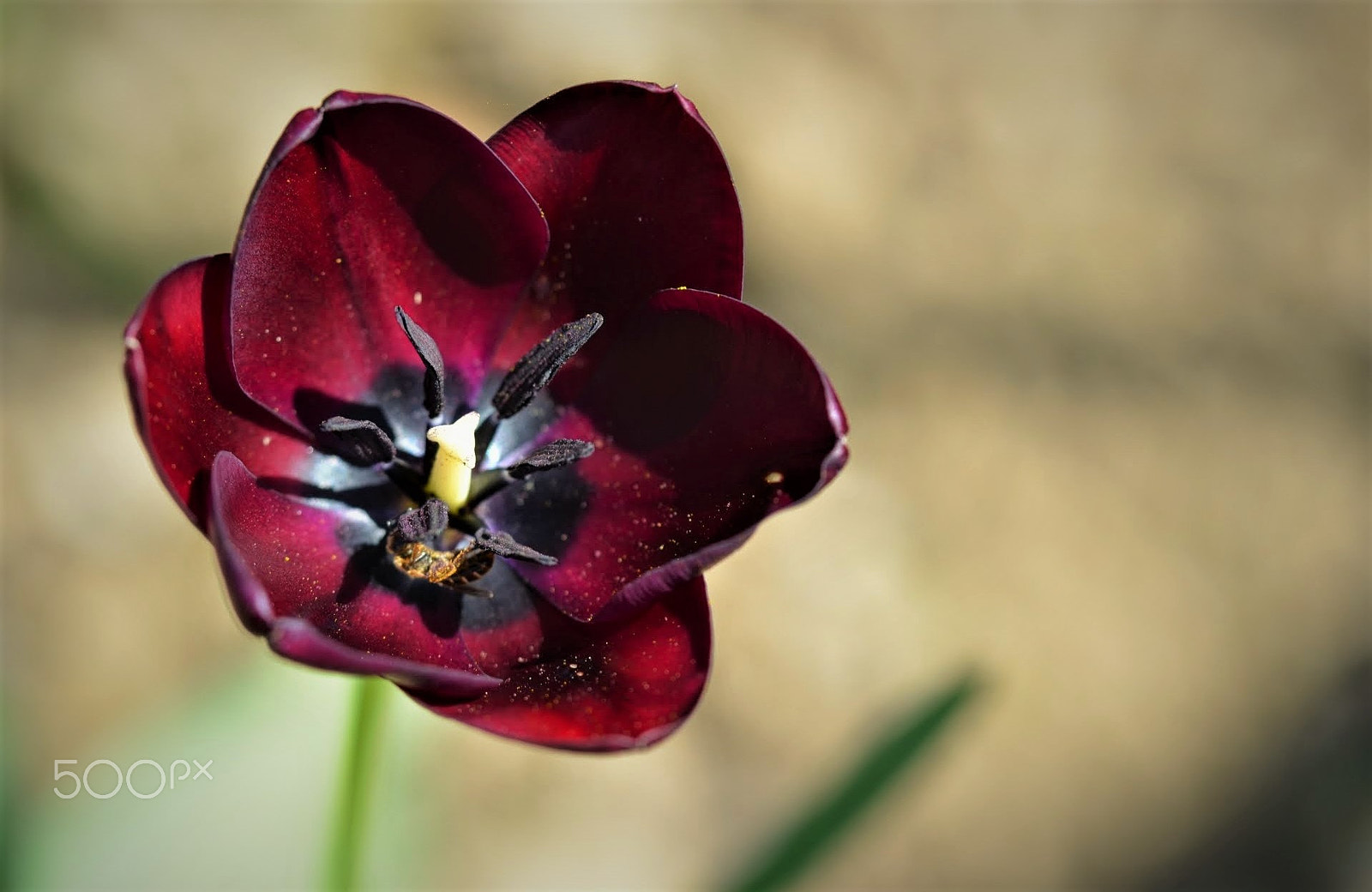 Nikon D5100 sample photo. Dark tulip photography