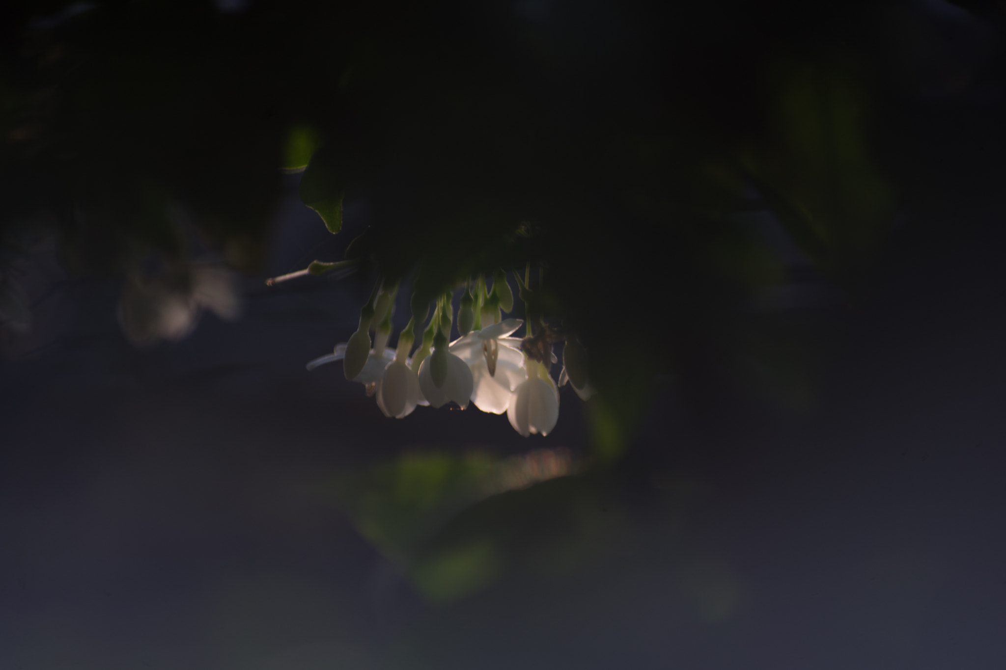 Sony a7 II sample photo. Little flowers in sunset light photography