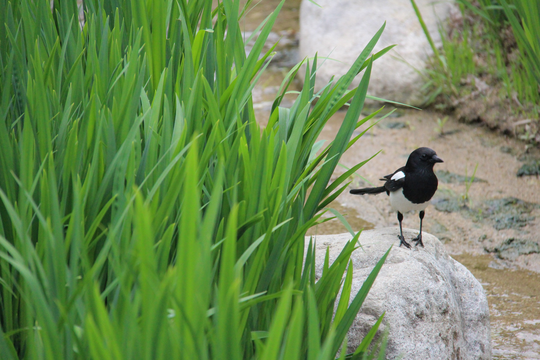 Canon EF-S 18-200mm F3.5-5.6 IS sample photo. 나````예쁘게  찍어주세요^^ photography