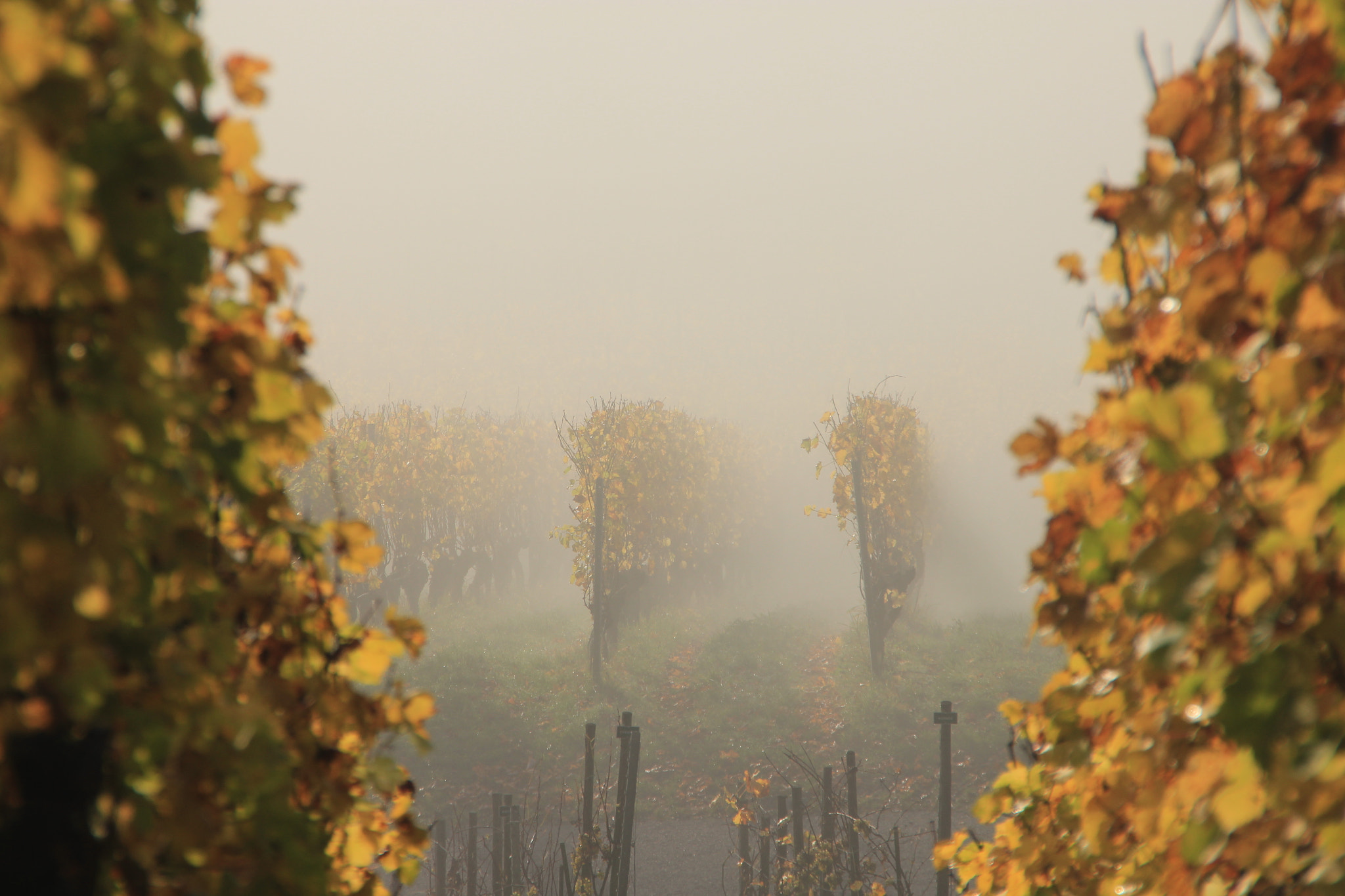 Sigma 18-250mm F3.5-6.3 DC OS HSM sample photo. Autumn photography