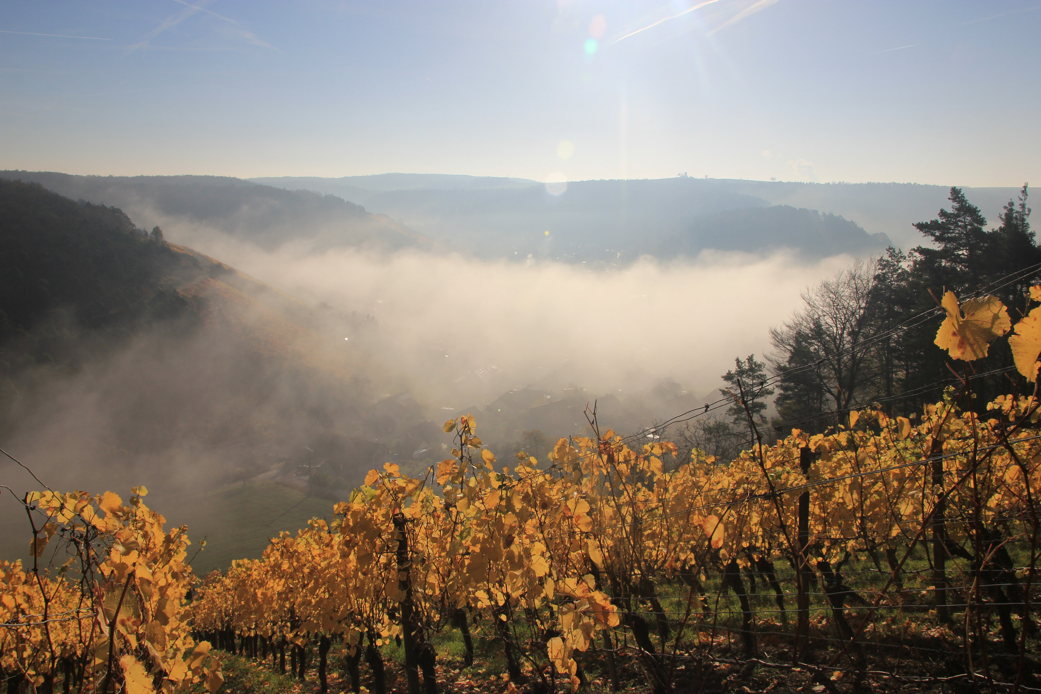 Sigma 18-250mm F3.5-6.3 DC OS HSM sample photo. Autumn vineyard photography