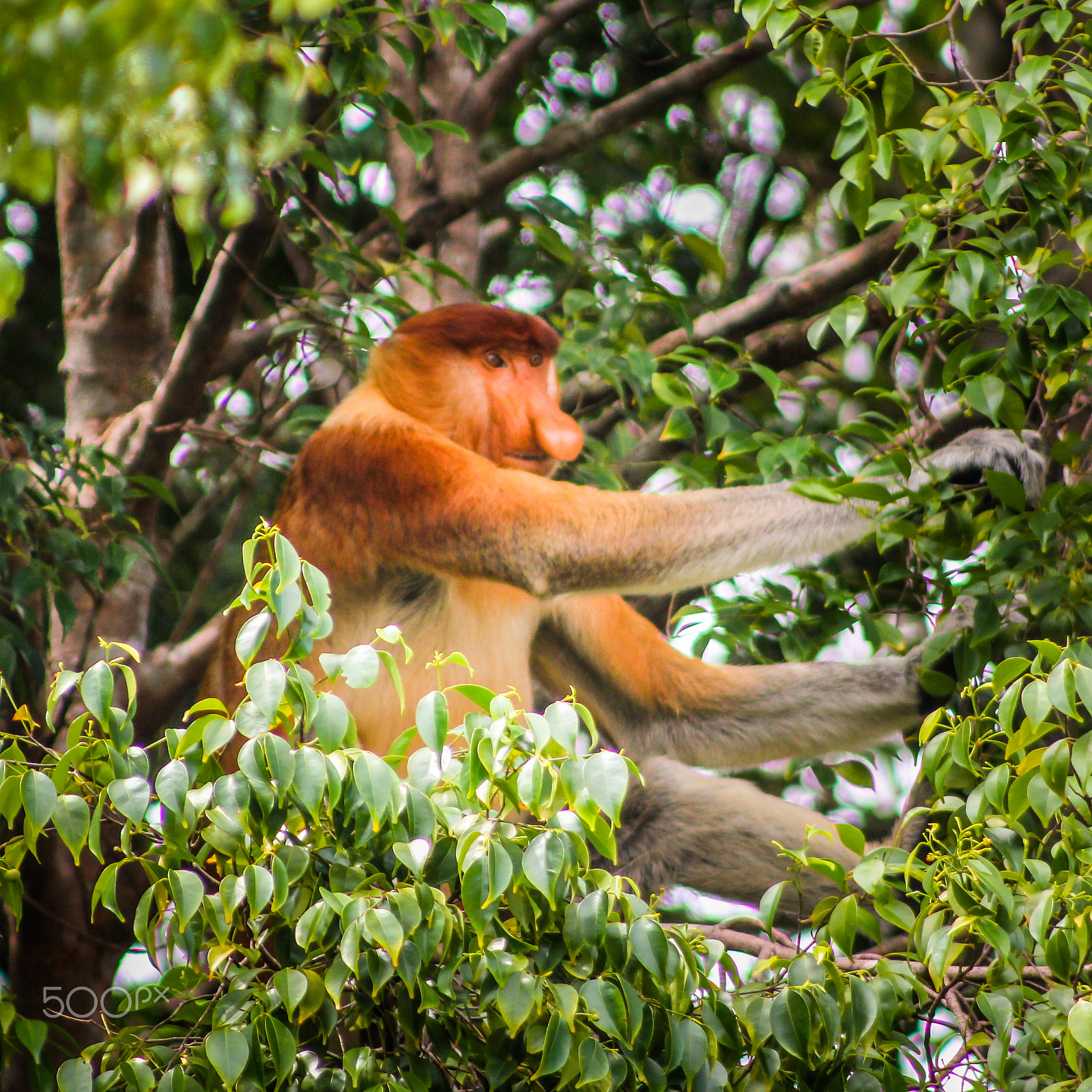 Canon EOS 550D (EOS Rebel T2i / EOS Kiss X4) + Canon EF 75-300mm f/4-5.6 USM sample photo. A male proboscis monkey, malaysian borneo photography