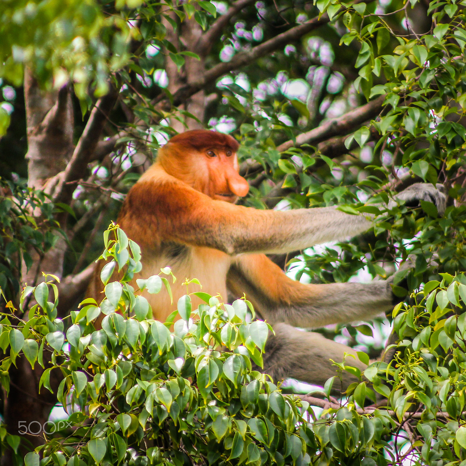 Canon EF 75-300mm f/4-5.6 USM sample photo. A male proboscis monkey, malaysian borneo photography