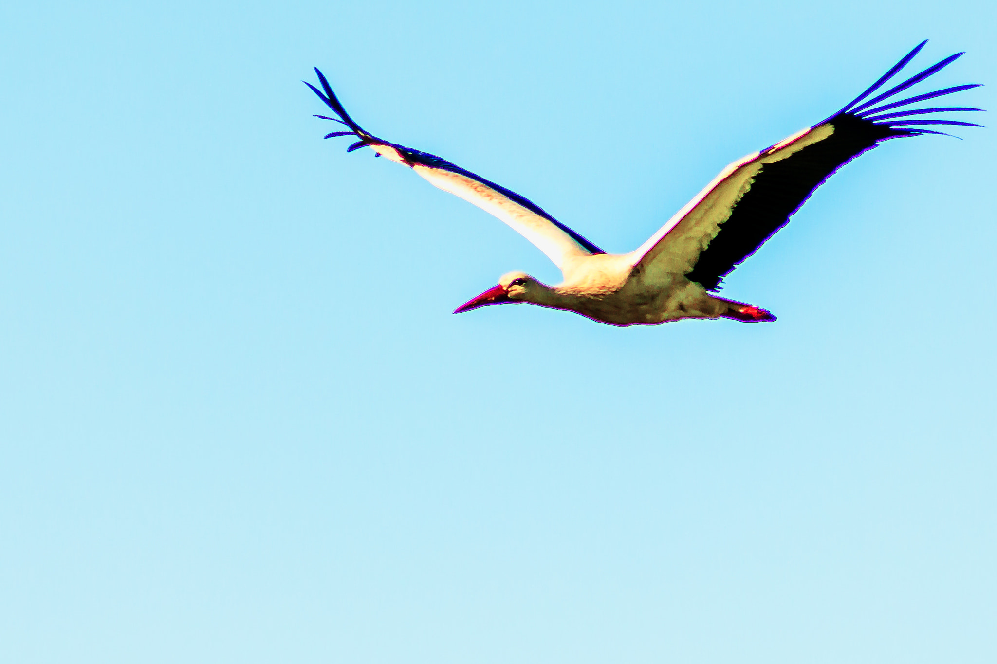 Canon EOS 70D + EF75-300mm f/4-5.6 sample photo. Cigüeña photography