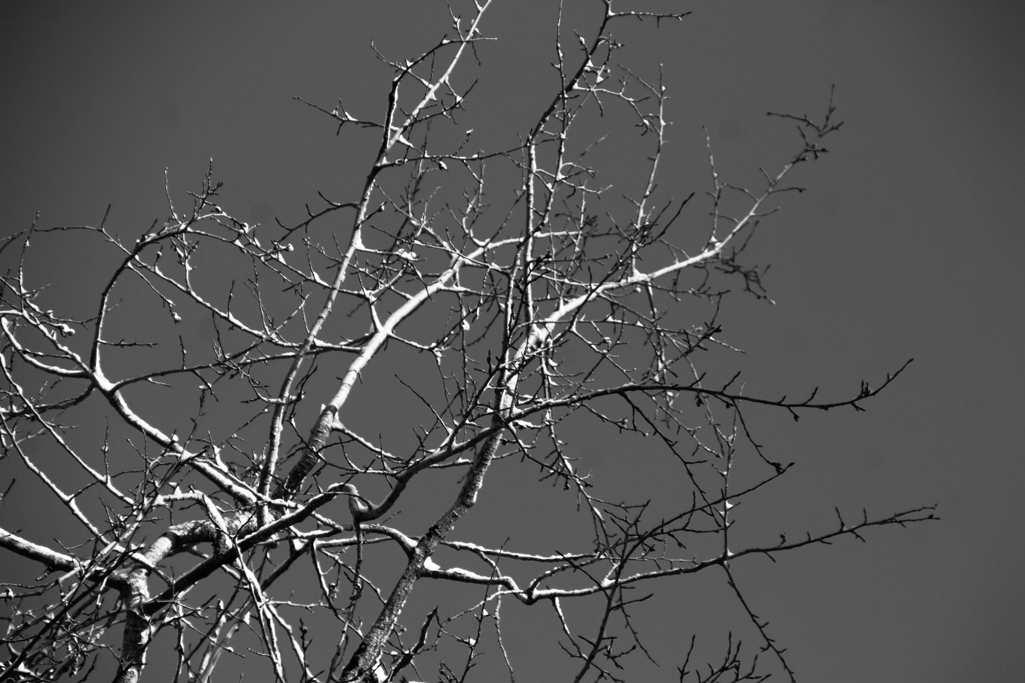 Canon EOS 1100D (EOS Rebel T3 / EOS Kiss X50) sample photo. The bare tree photography