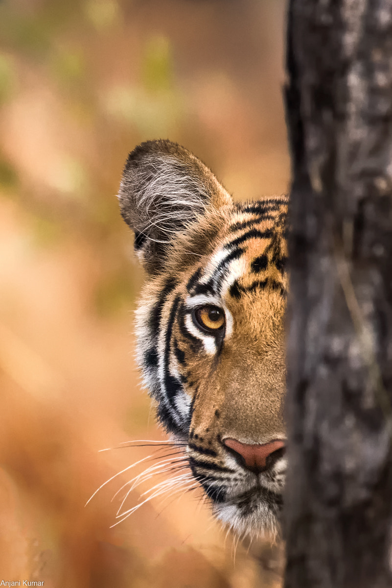 Nikon Nikkor AF-S 300mm F4E PF ED VR sample photo. Tiger cub photography