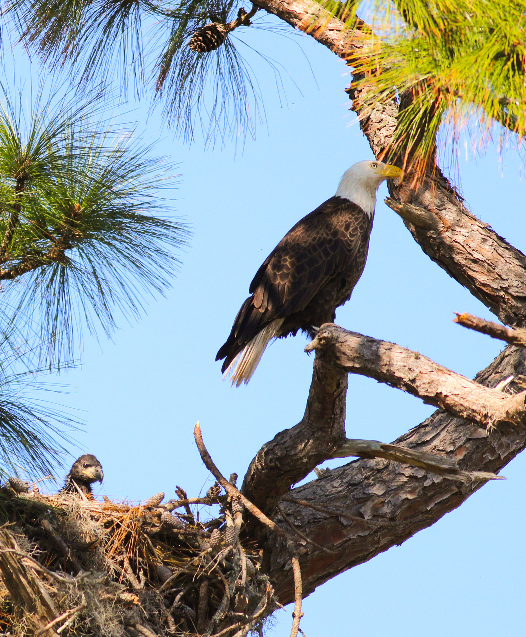 Canon EOS 600D (Rebel EOS T3i / EOS Kiss X5) + Canon EF 400mm F5.6L USM sample photo. Eaglet usa photography