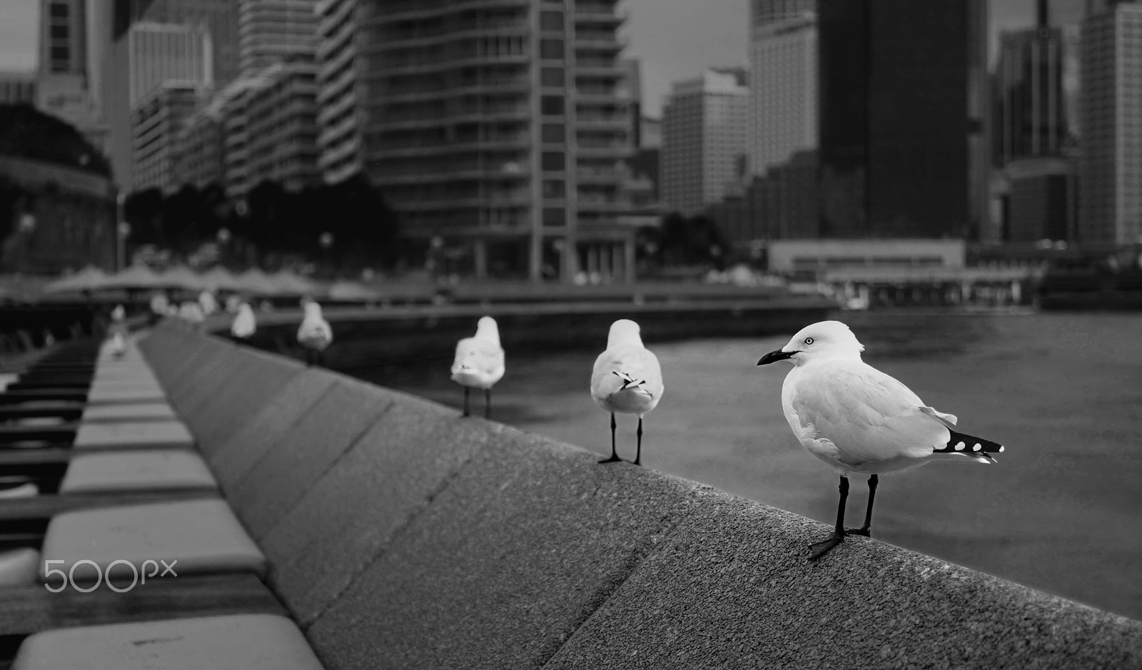 Sony a7 + Sony Sonnar T* FE 35mm F2.8 ZA sample photo. Waiting in q photography