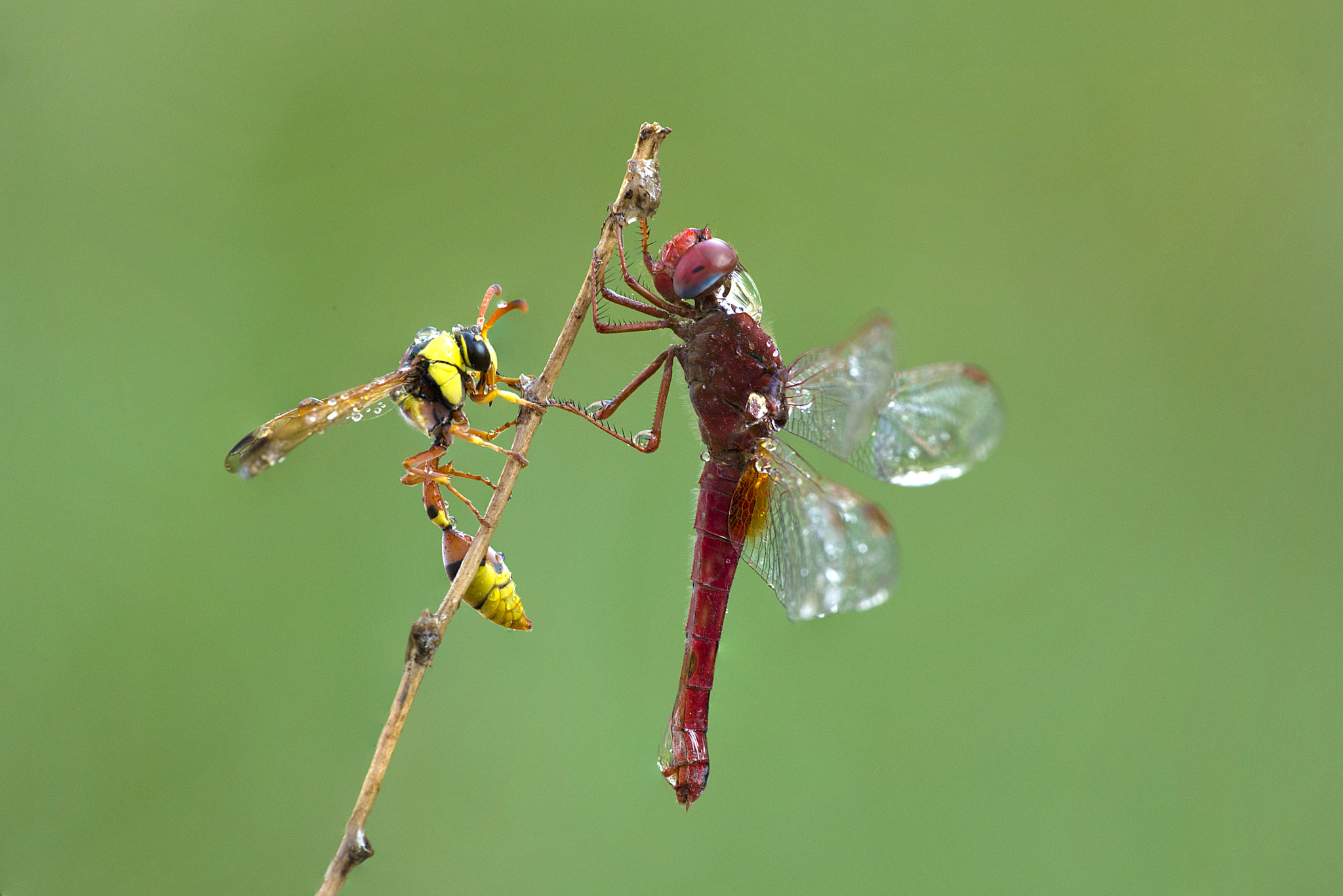 Sigma APO Macro 180mm F2.8 EX DG OS HSM sample photo. Feel the love.jpg photography