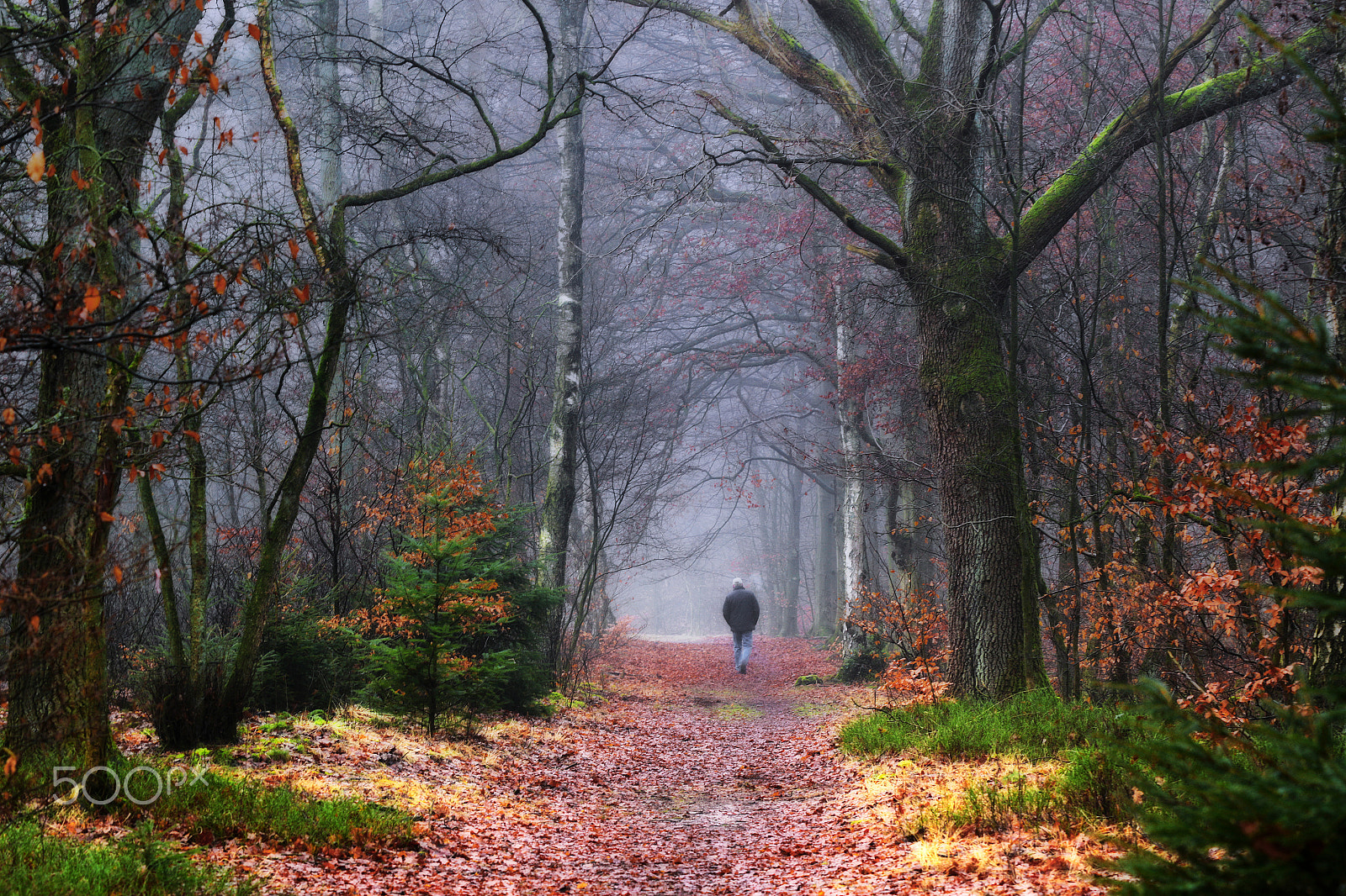 Canon EOS 7D Mark II sample photo. Walking in a misty forest photography