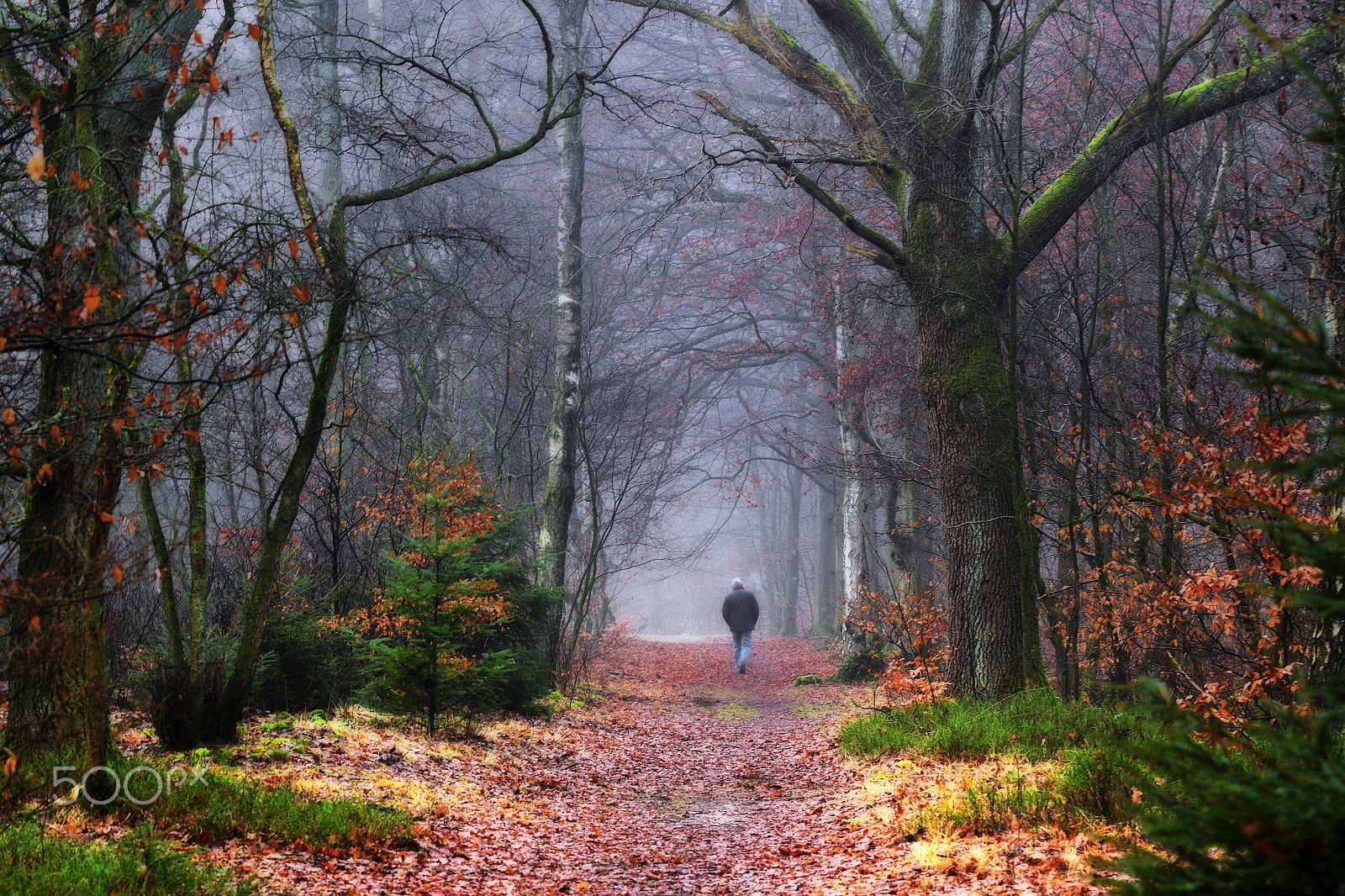 Canon EF 70-200mm F2.8L USM sample photo. Walking in a misty forest photography