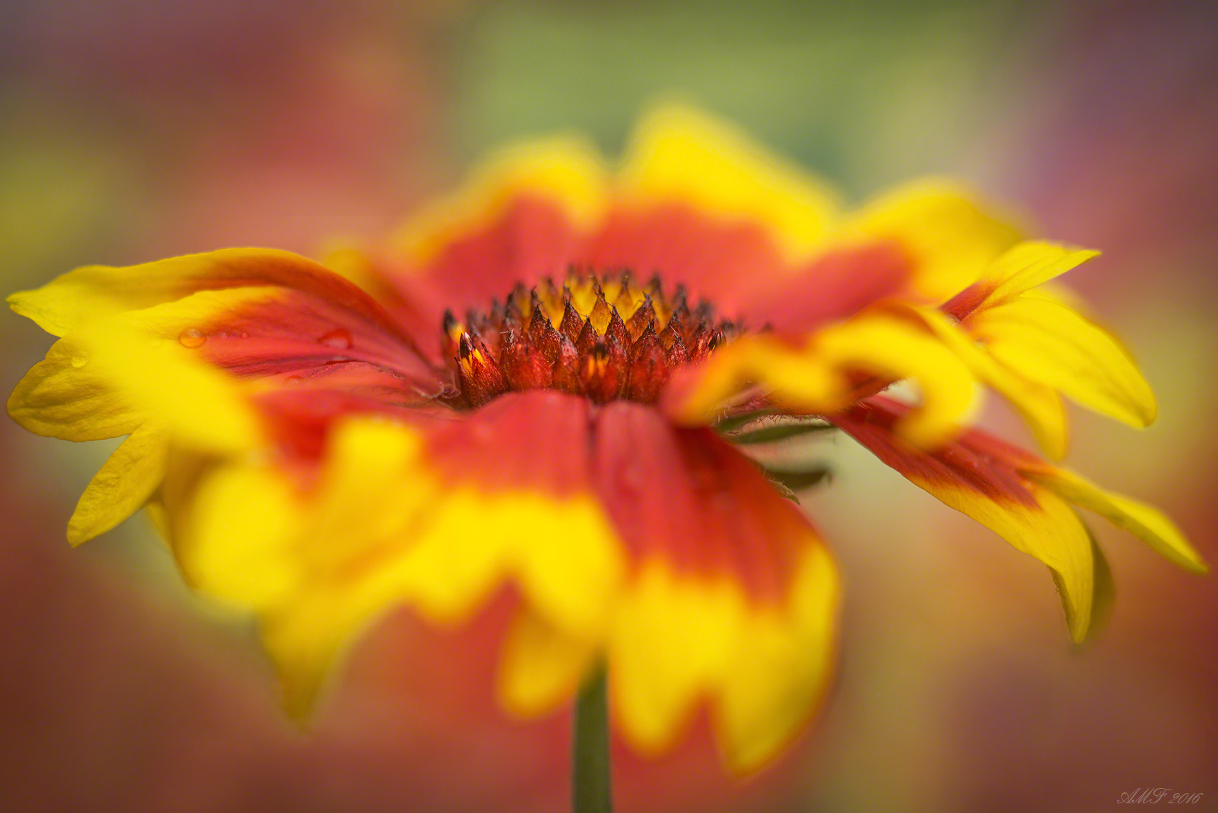 Nikon D800E + Sigma 105mm F2.8 EX DG Macro sample photo. Summer colour photography