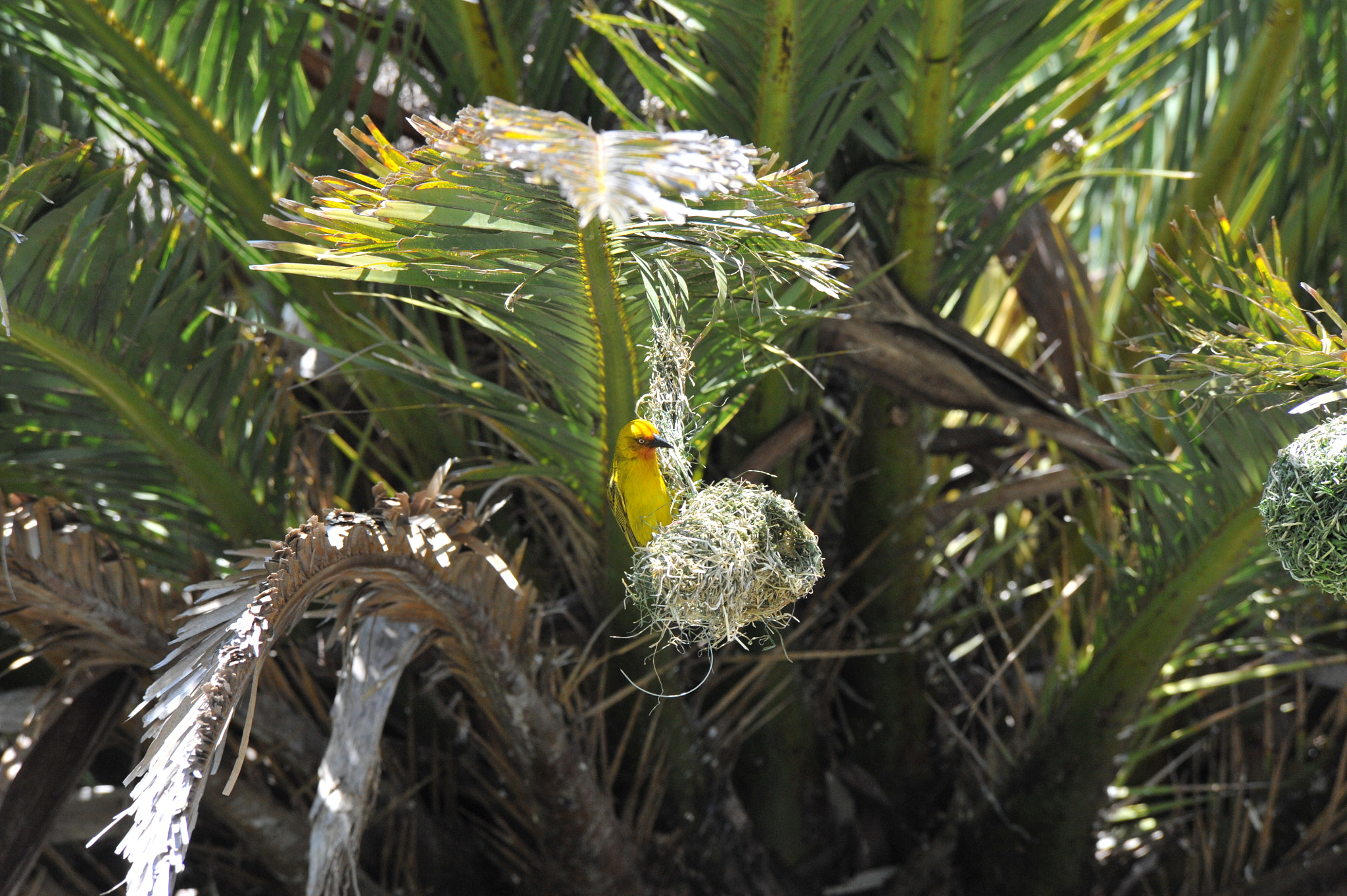 Nikon D3 sample photo. Weaver bird in south africa photography