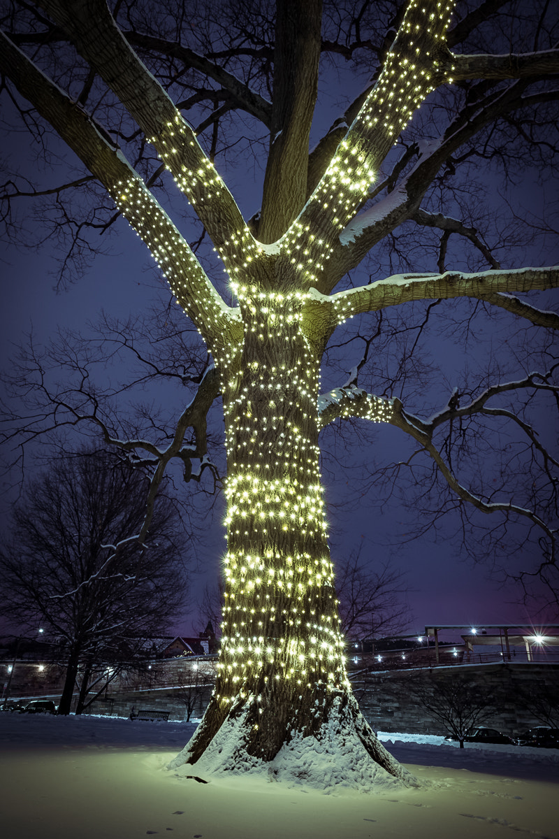 Nikon D610 + Nikon AF-S Nikkor 17-35mm F2.8D ED-IF sample photo. Winter lights photography